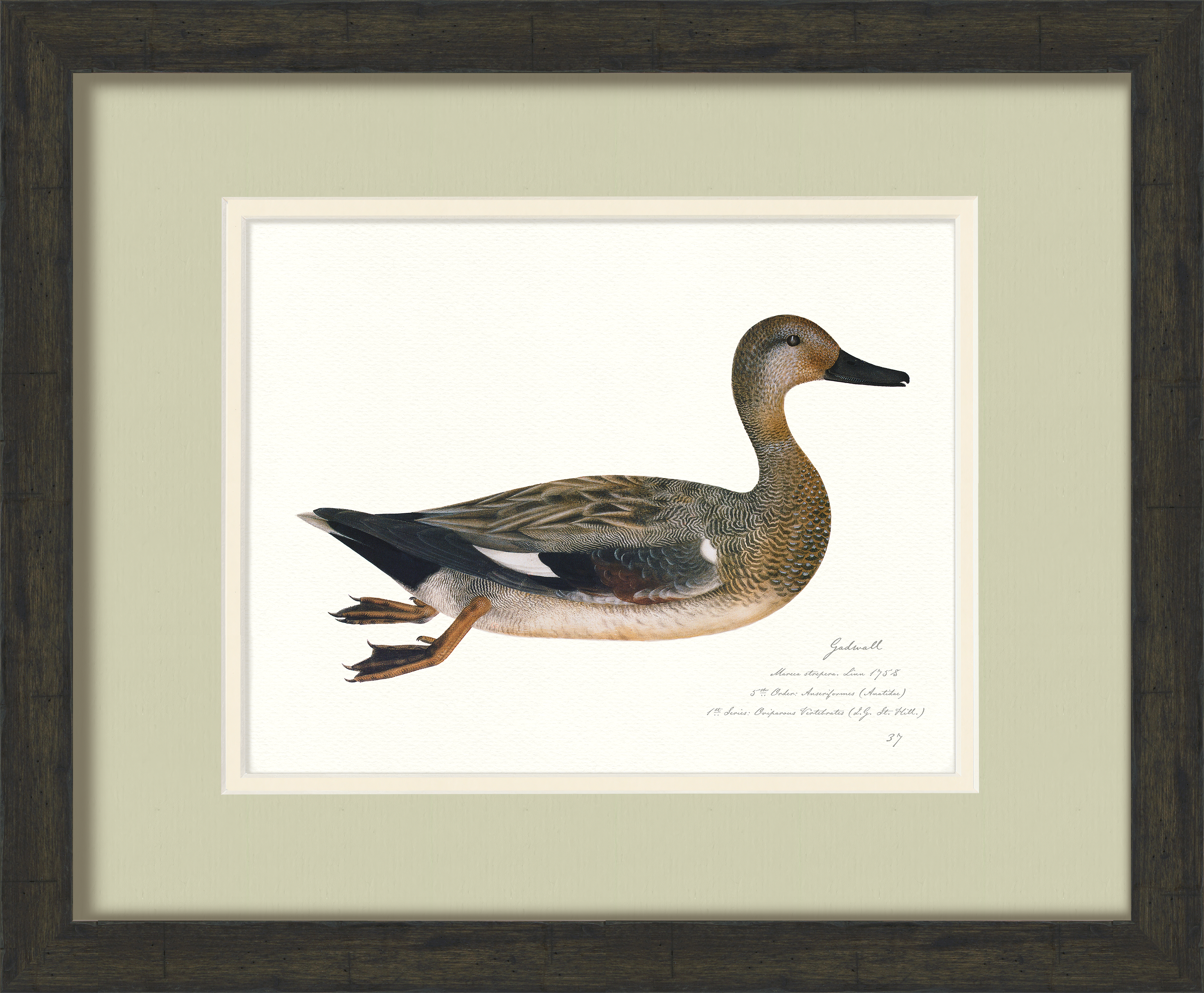 Vintage Watercolor Duck Illustrations - Gadwall
