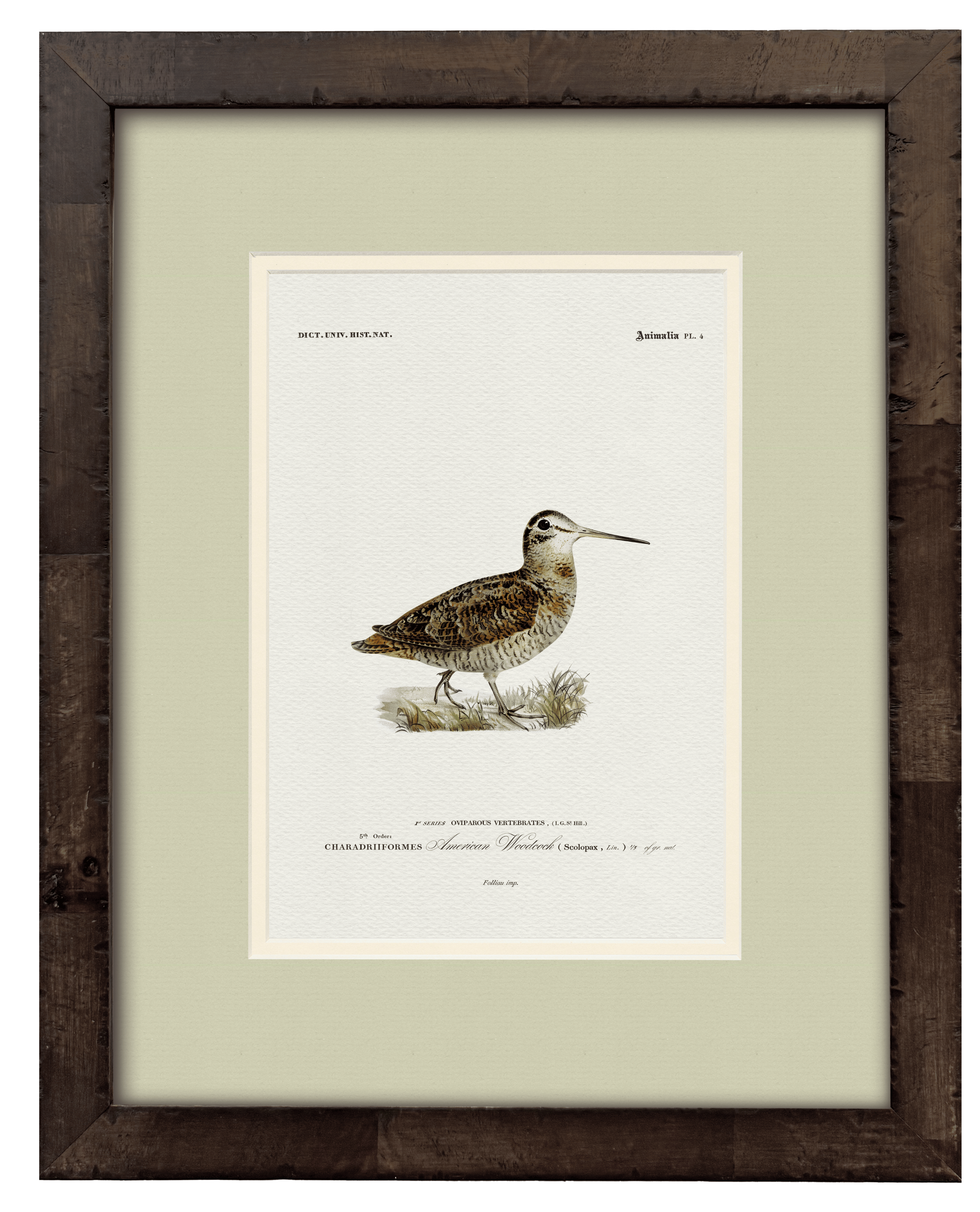American Woodcock — 19th-century North American game bird vintage engraving illustration art print
