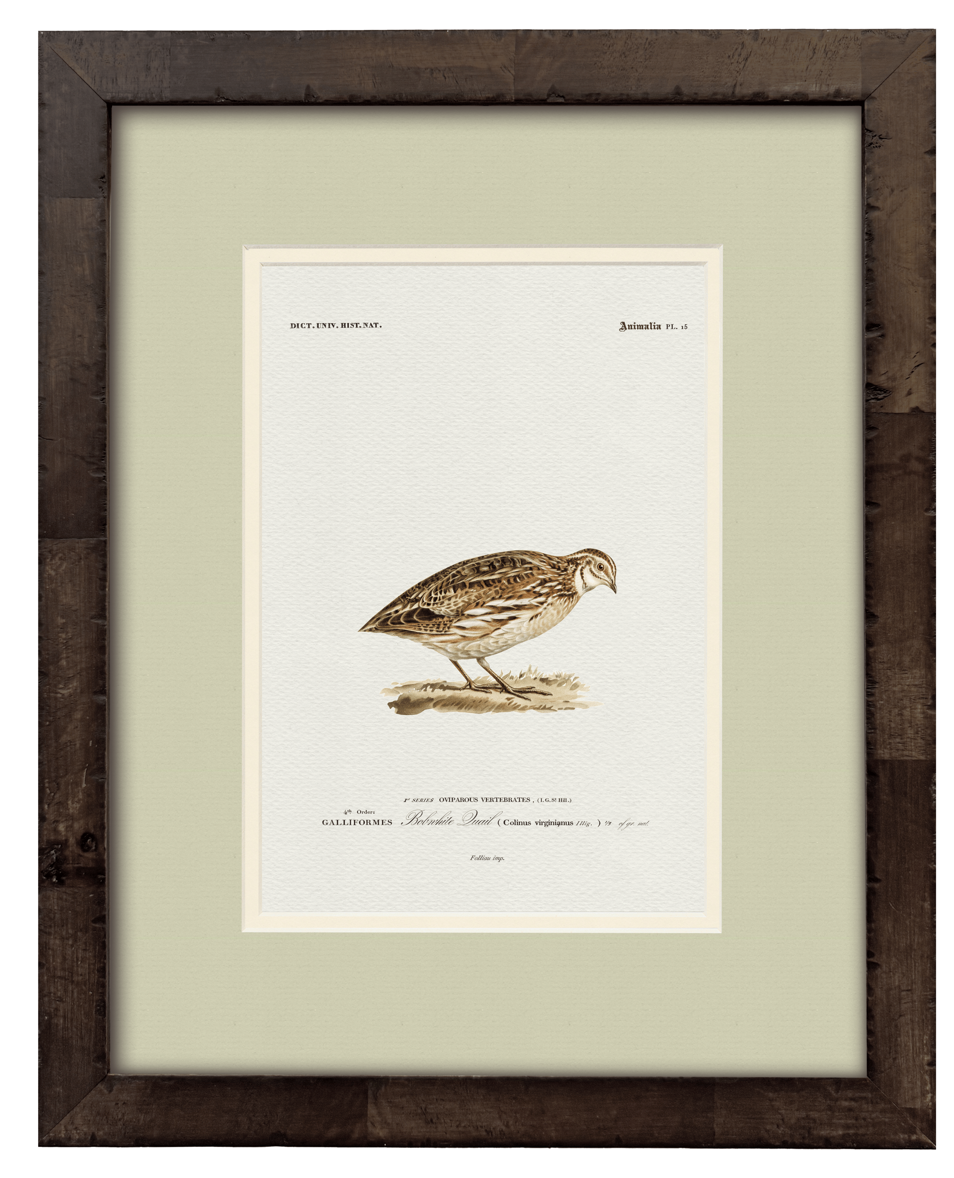 Bobwhite Quail — 19th-century North American game bird vintage engraving illustration art print