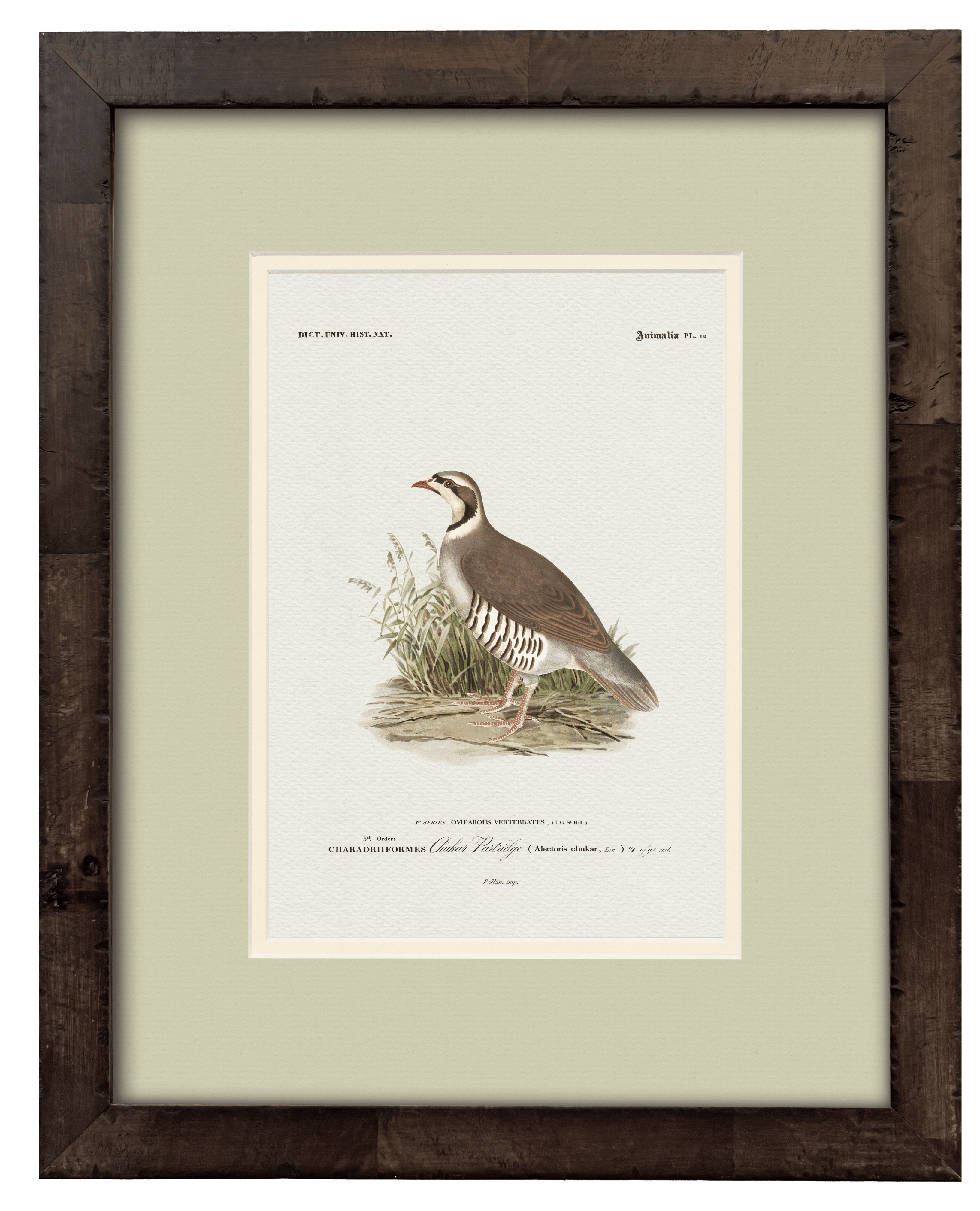 Chukar Partridge — 19th-century game bird vintage engraving illustration art print