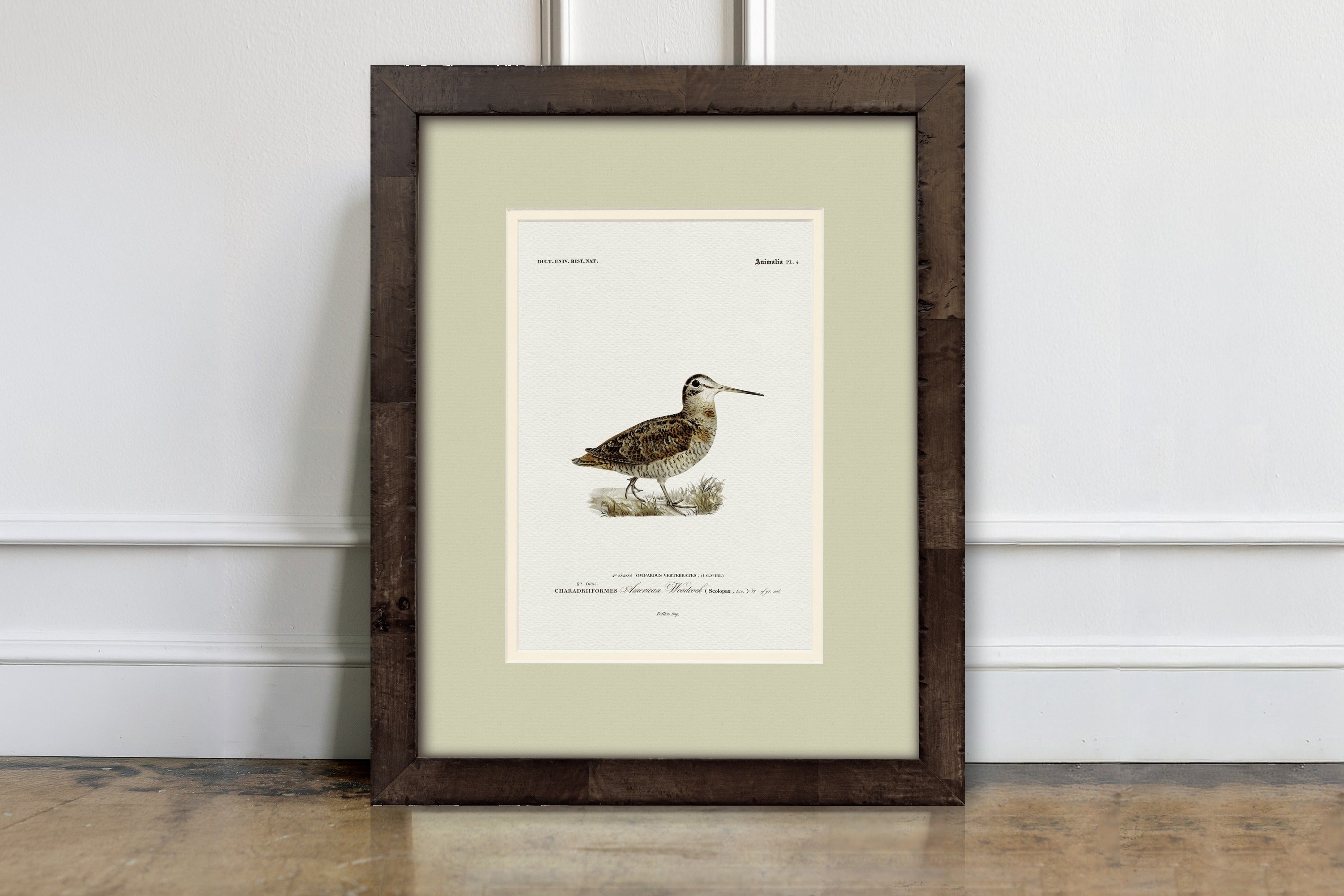 American Woodcock