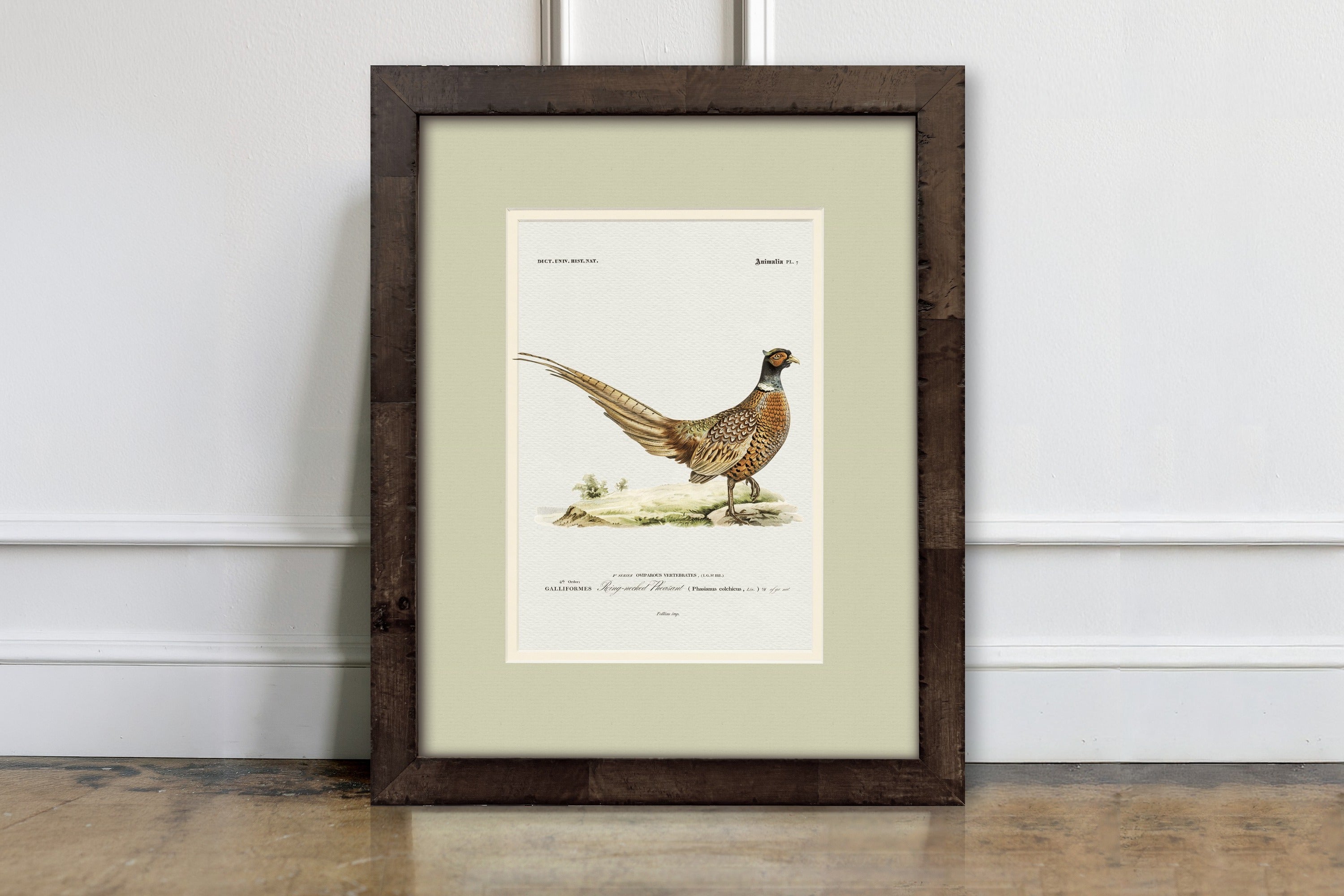 Ring-Necked Pheasant