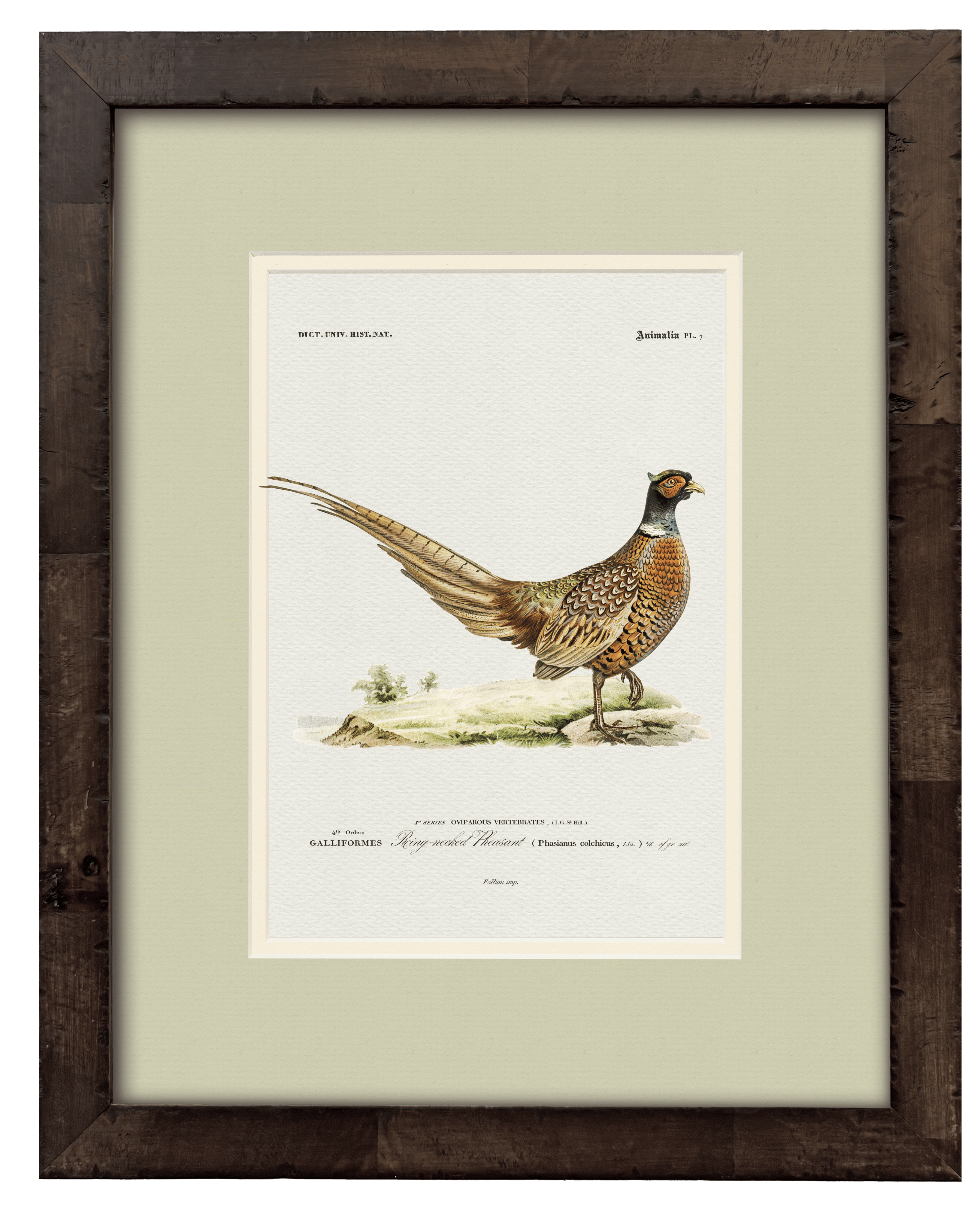Ring-Necked Pheasant — 19th-century game bird vintage engraving illustration art print
