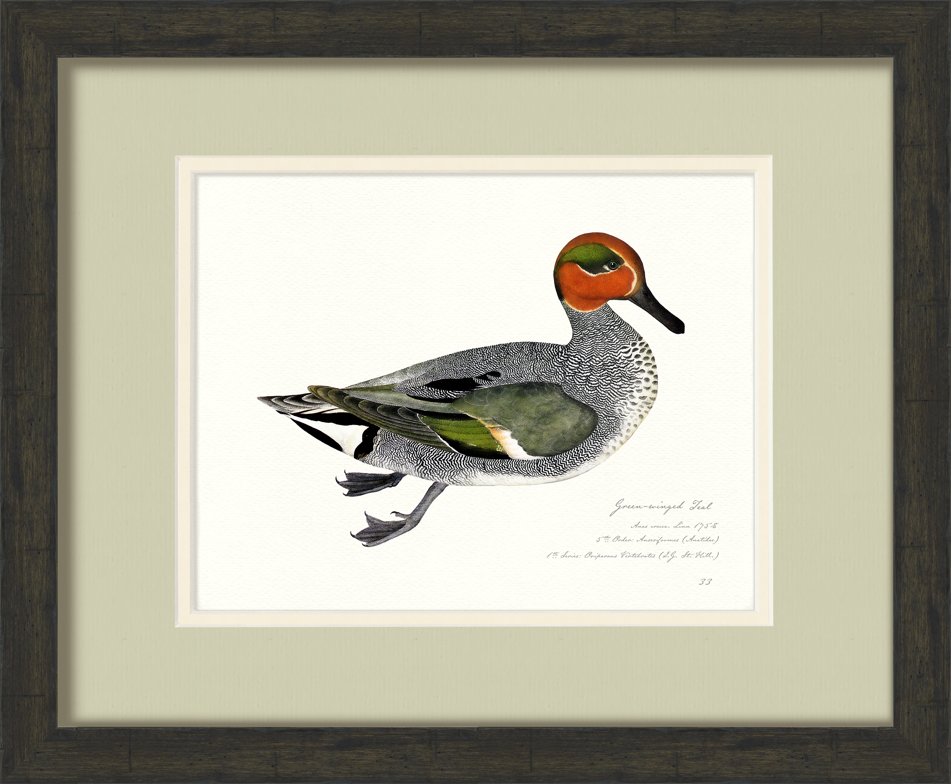 Vintage Watercolor Duck Illustrations - Green-Winged Teal
