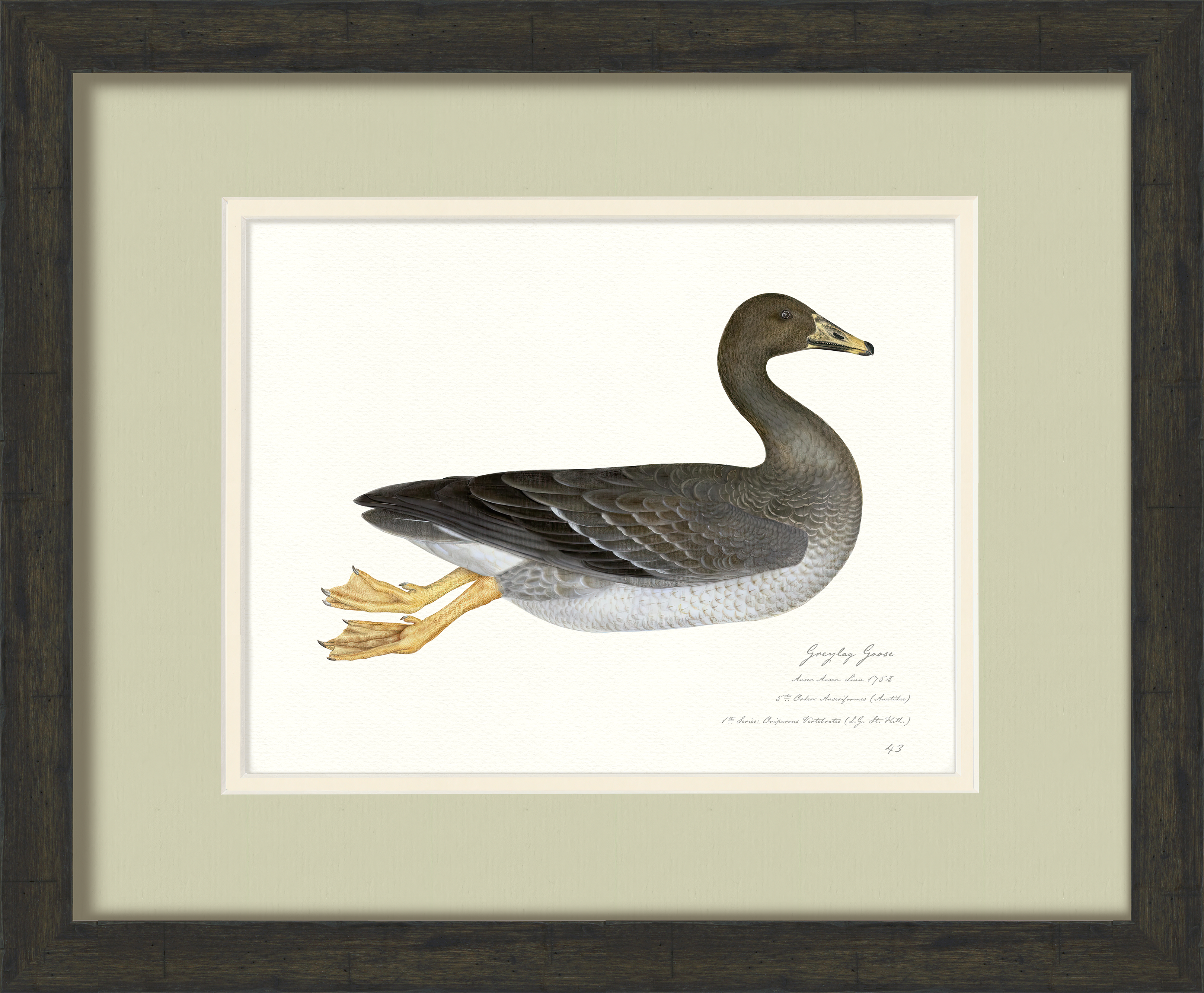 Vintage Watercolor Duck Illustrations - Greylag Goose