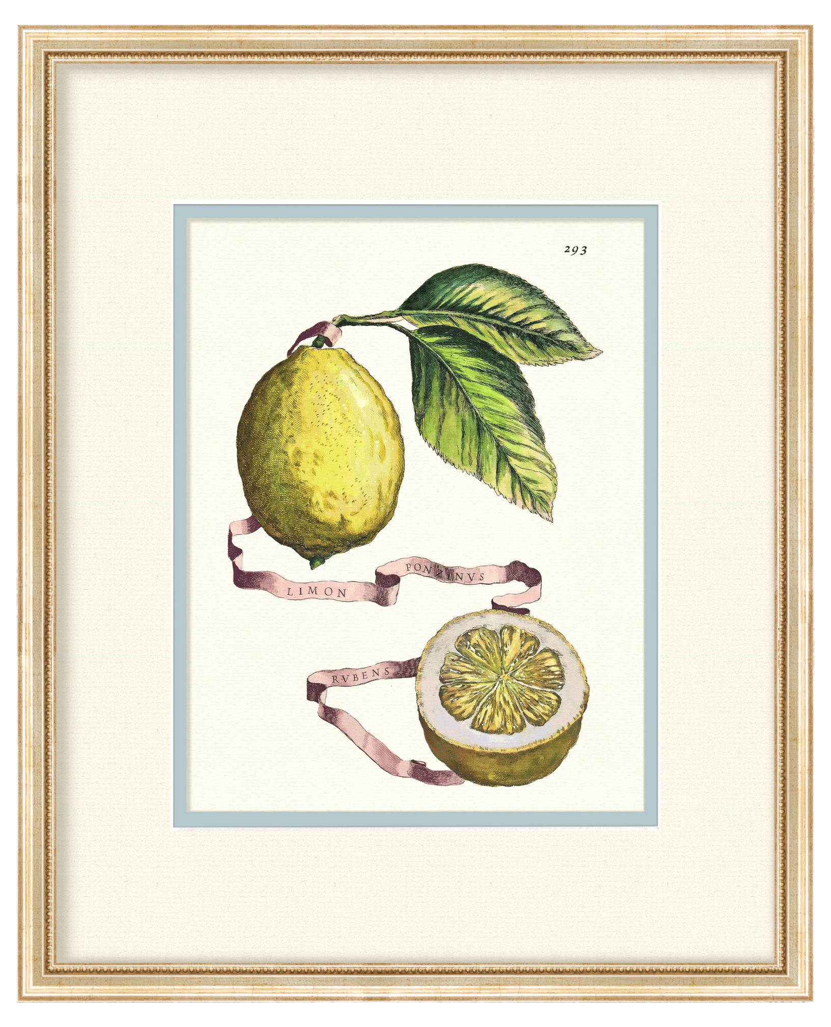 Citrus Botanicals - Full Set of 9