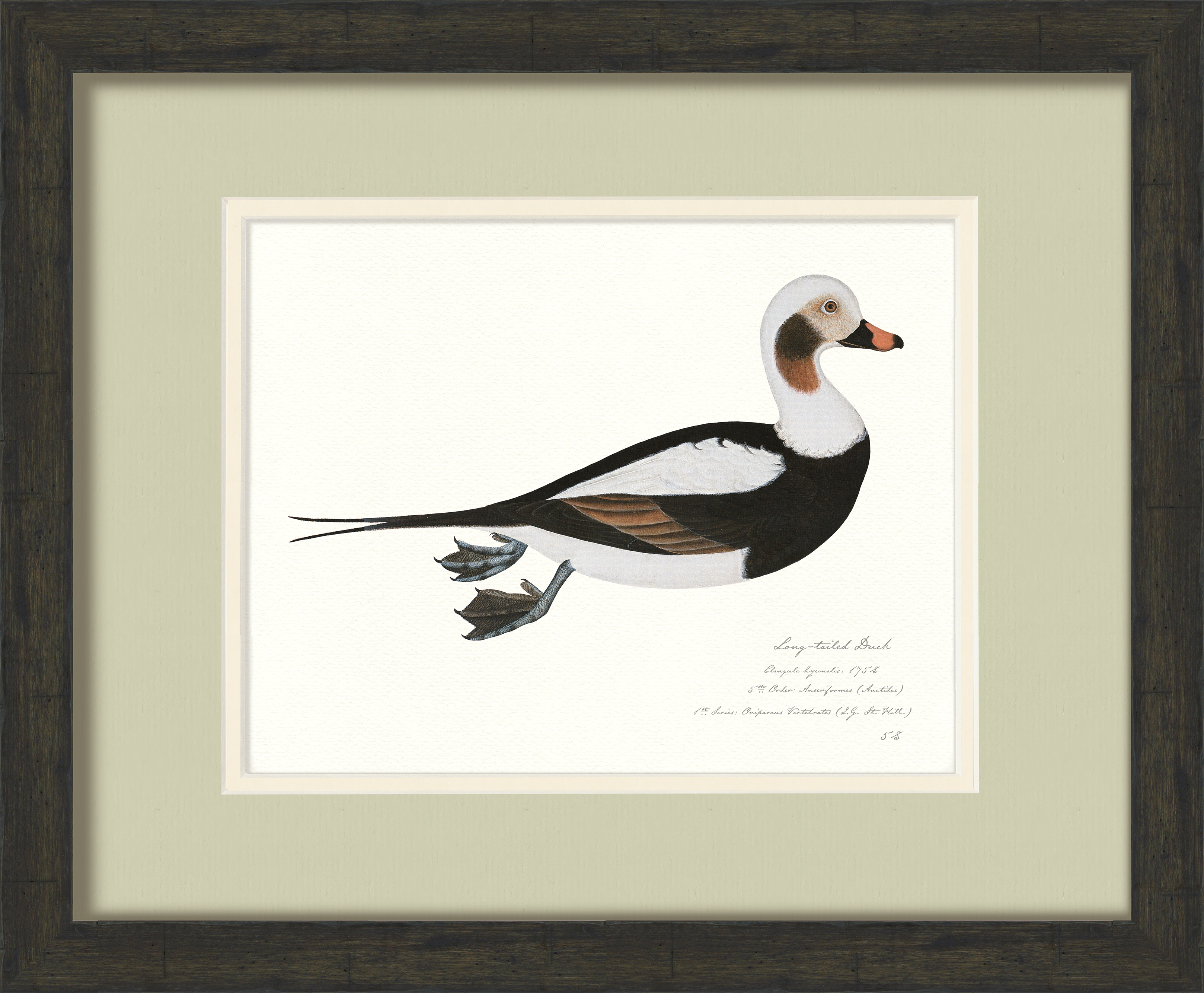 Vintage Watercolor Duck Illustrations - Long-Tailed Duck