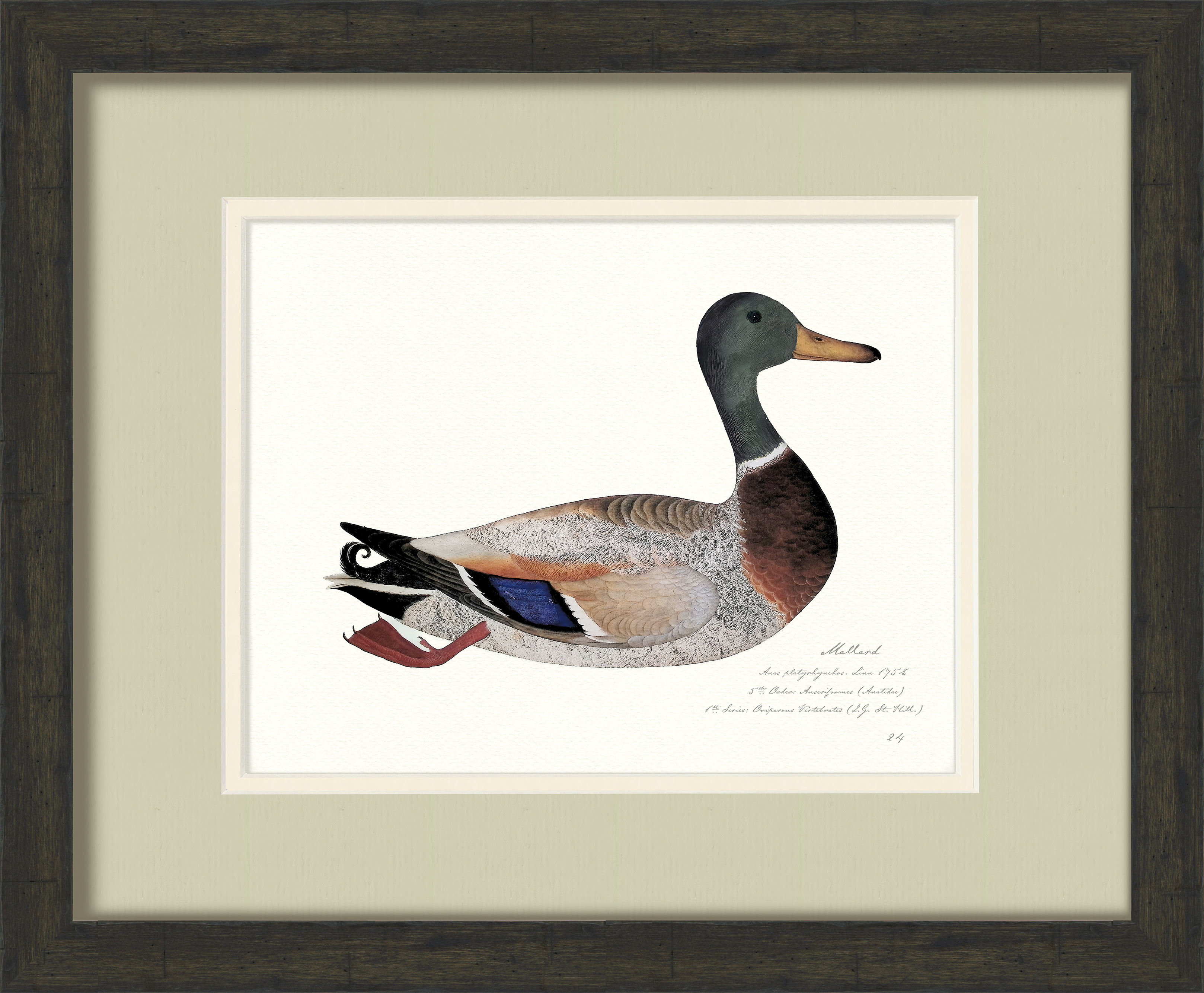 Vintage Watercolor Duck Illustrations - Full Set of 9