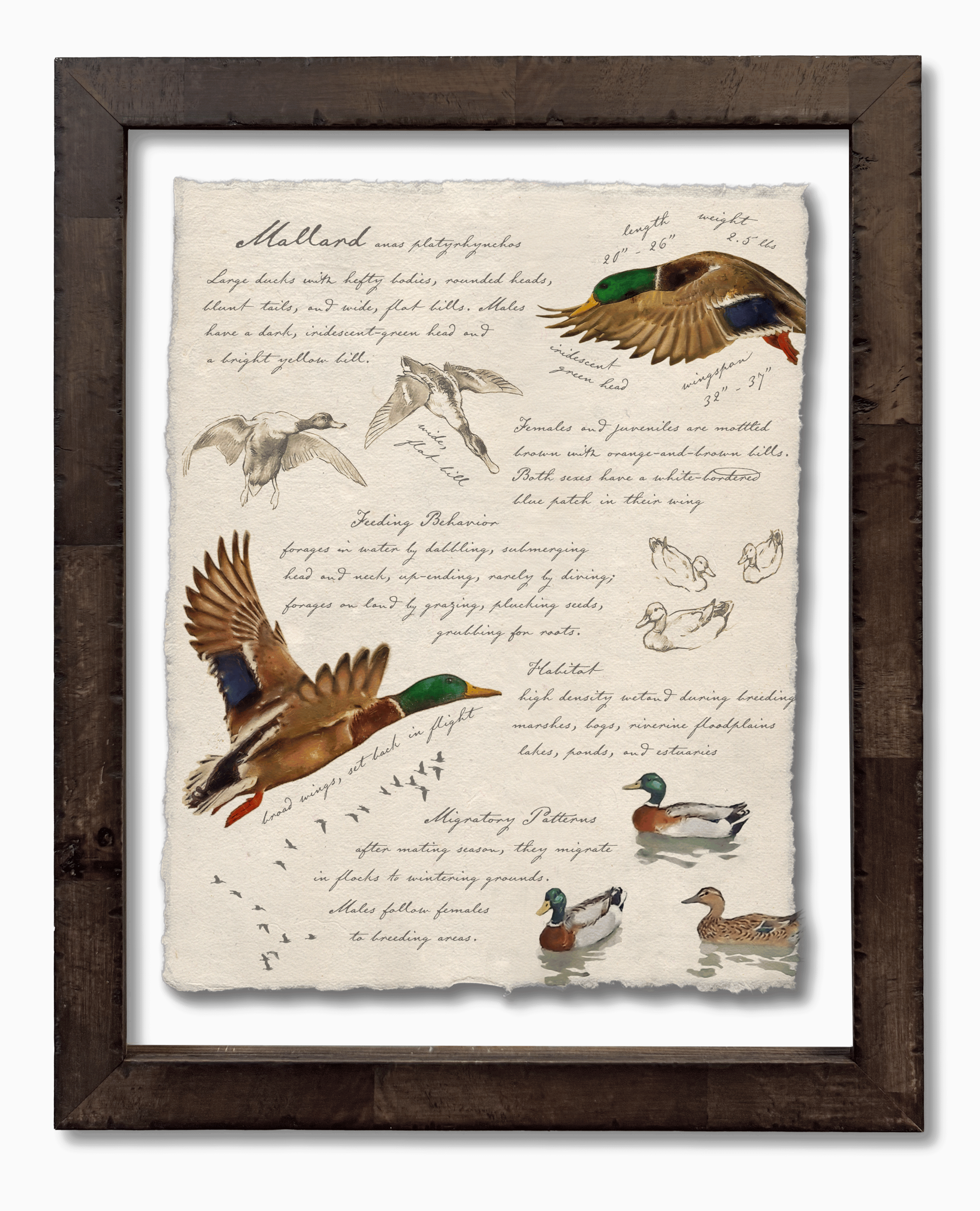 Hunting Field Guides - Set of 4 Ducks