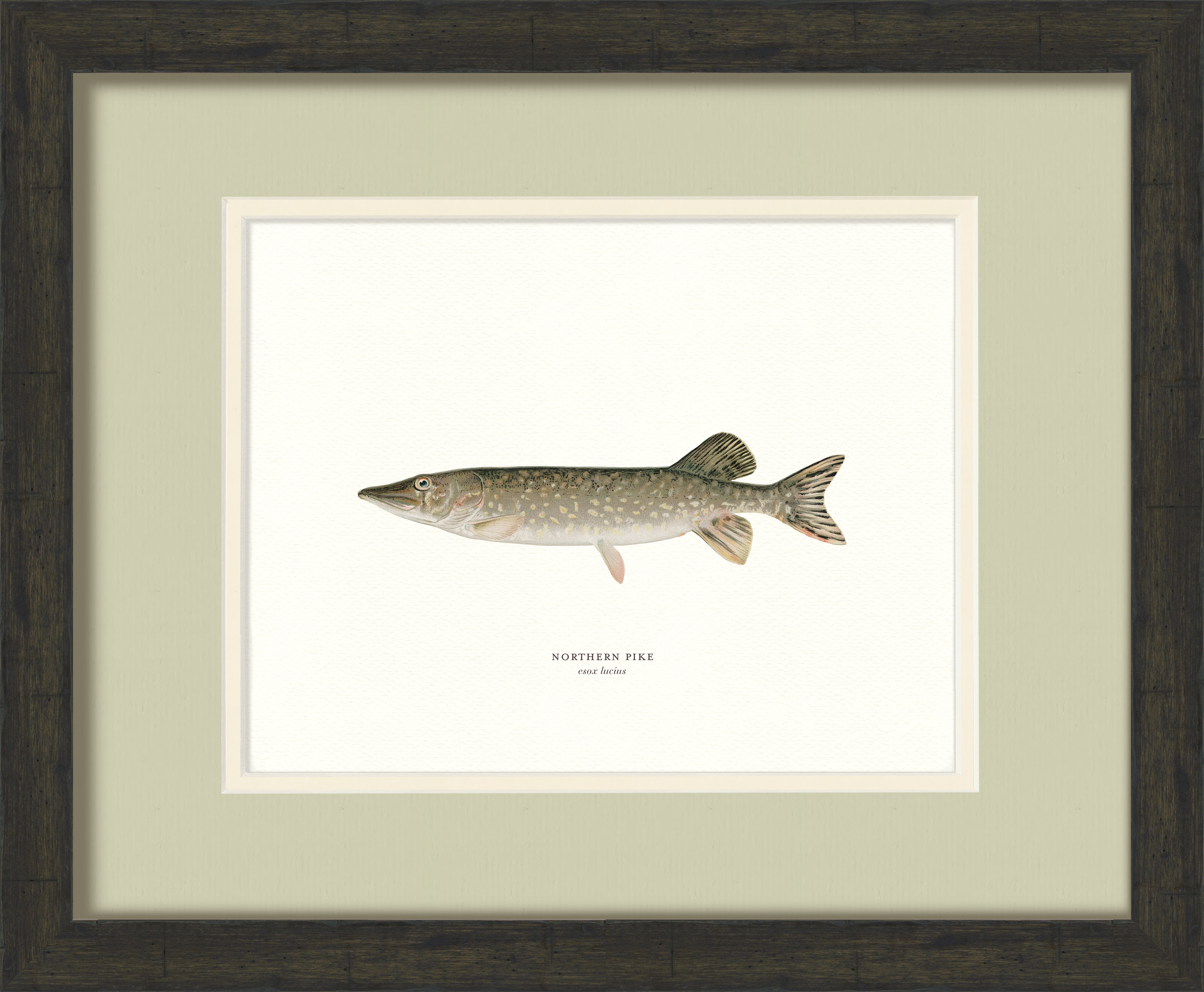 Freshwater Fish Illustrations - Northern Pike