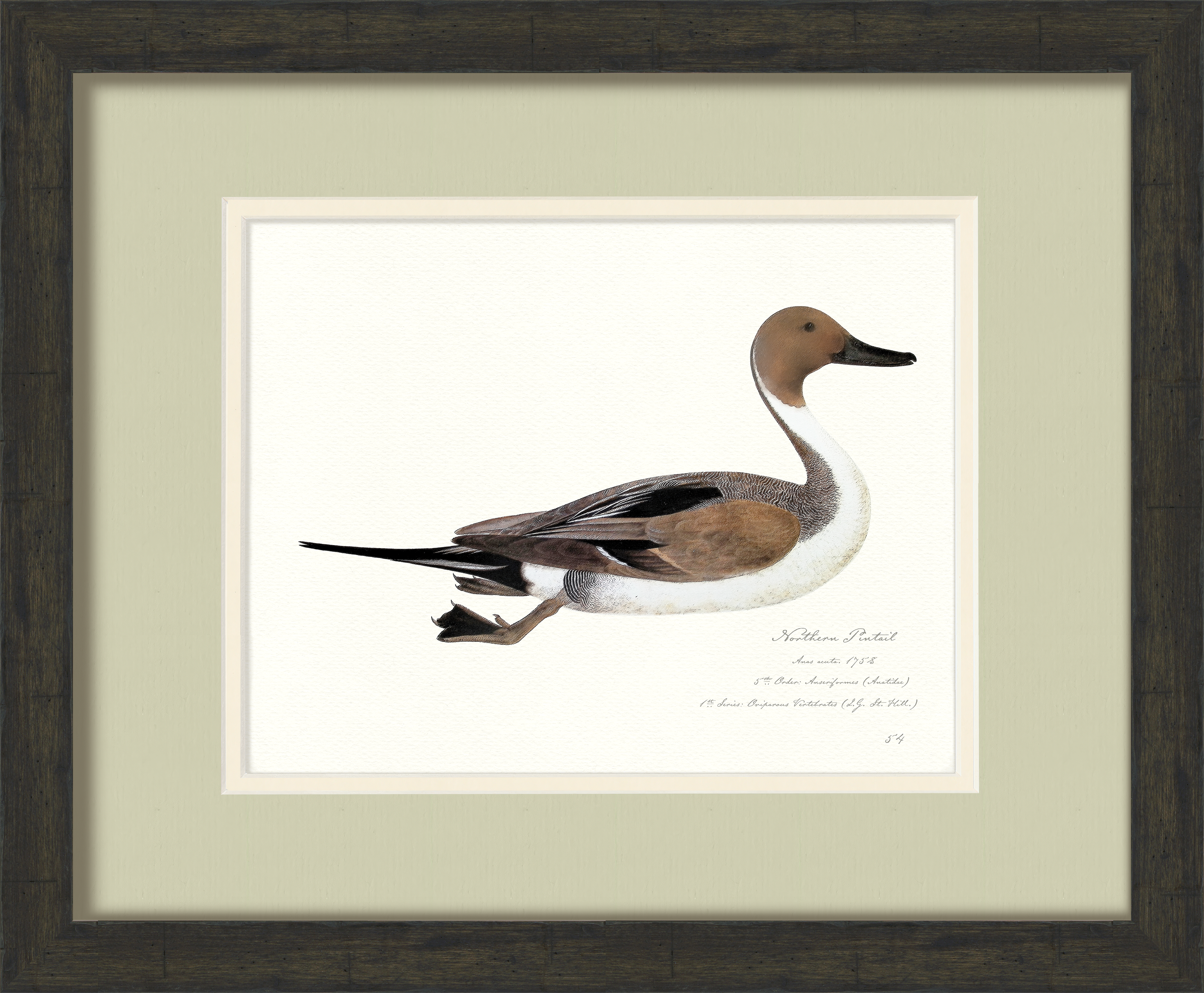Vintage Watercolor Duck Illustrations - Northern Pintail