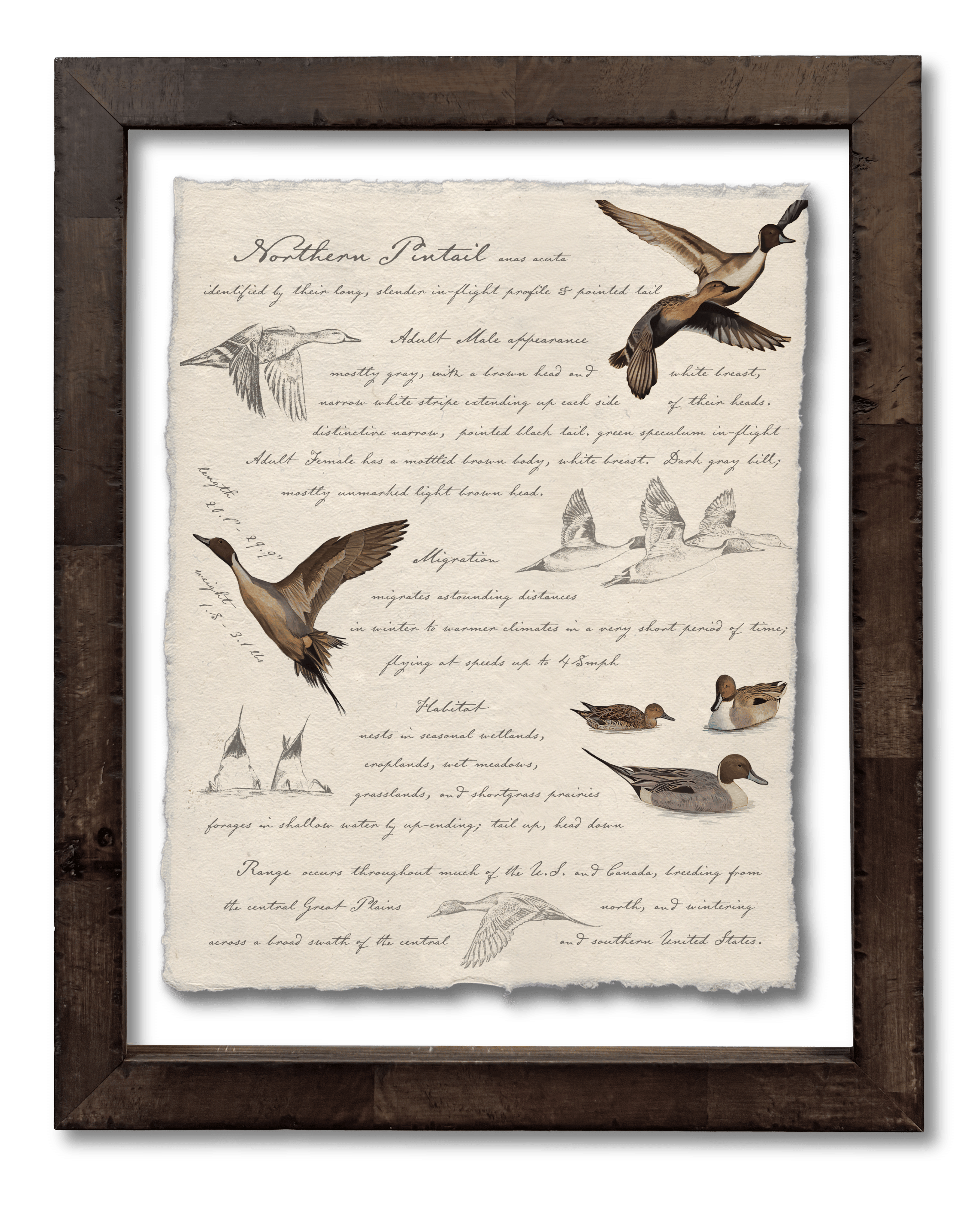 Hunting Field Guides - Northern Pintail