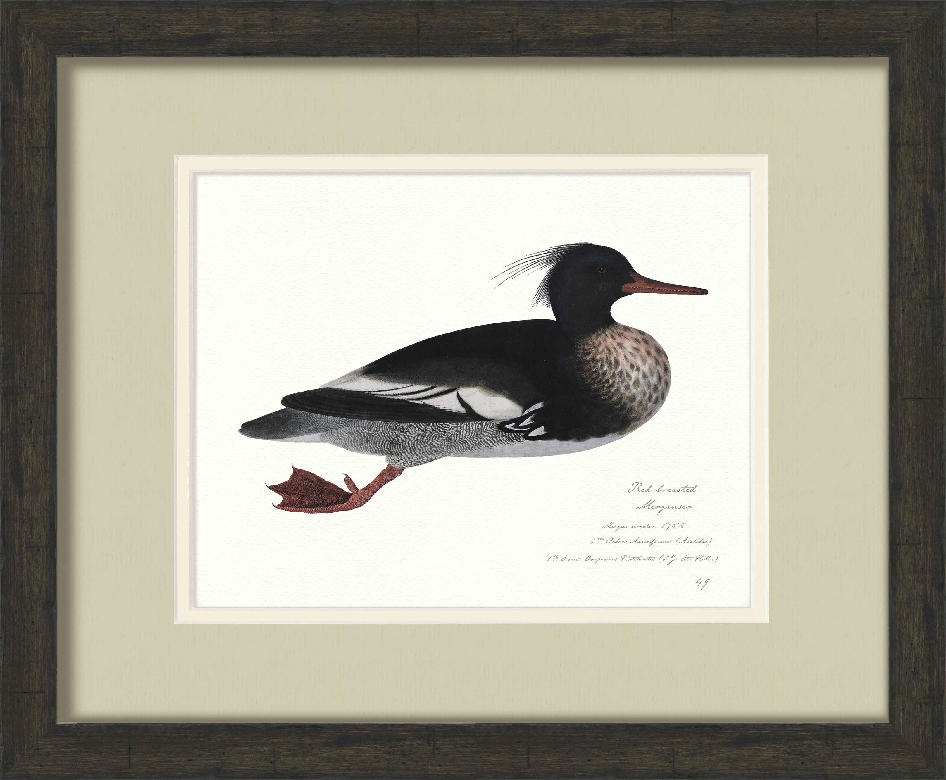 Vintage Watercolor Duck Illustrations - Red-Breasted Merganser