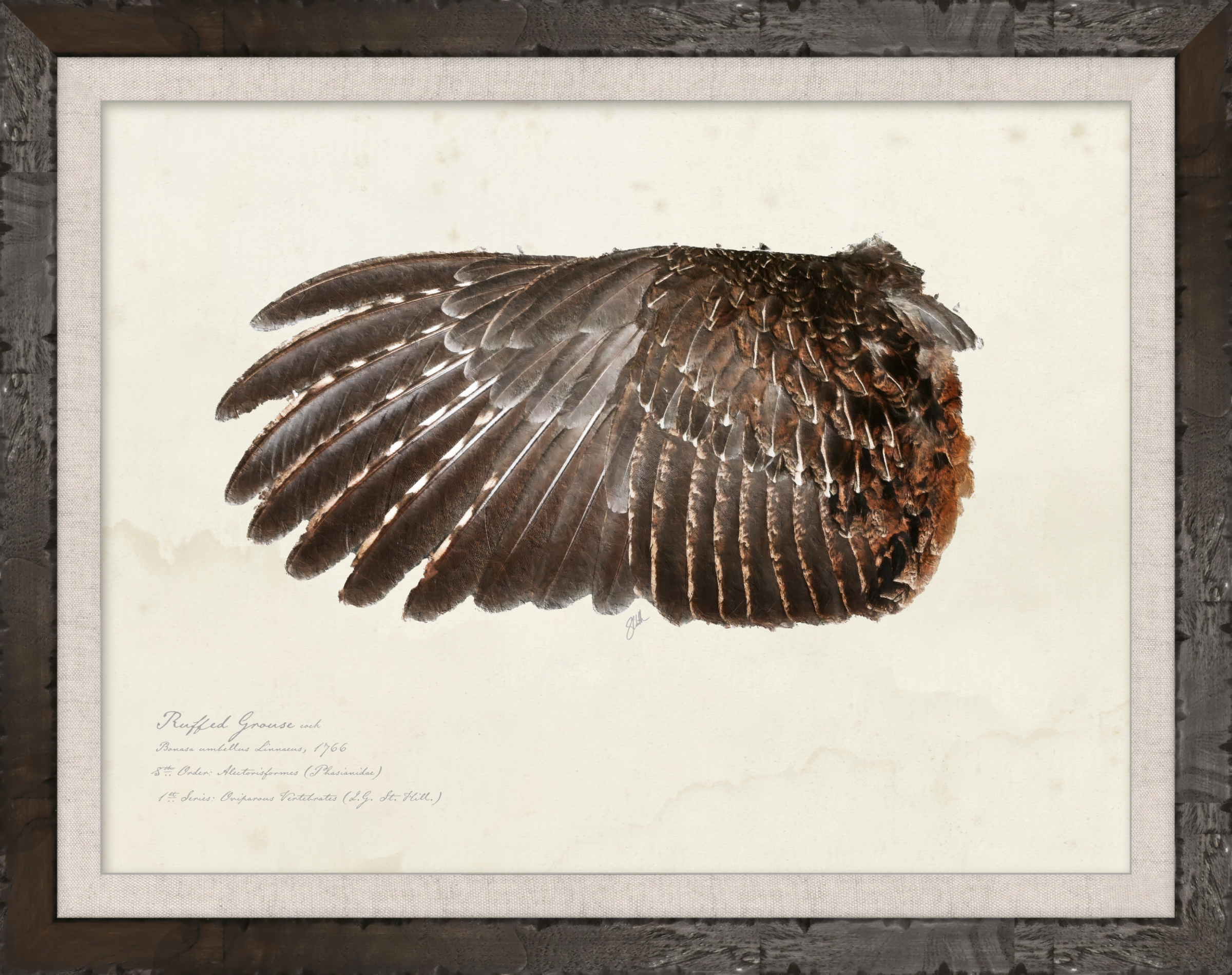 Illustrated Game Bird Wings - Ruffed Grouse Cock