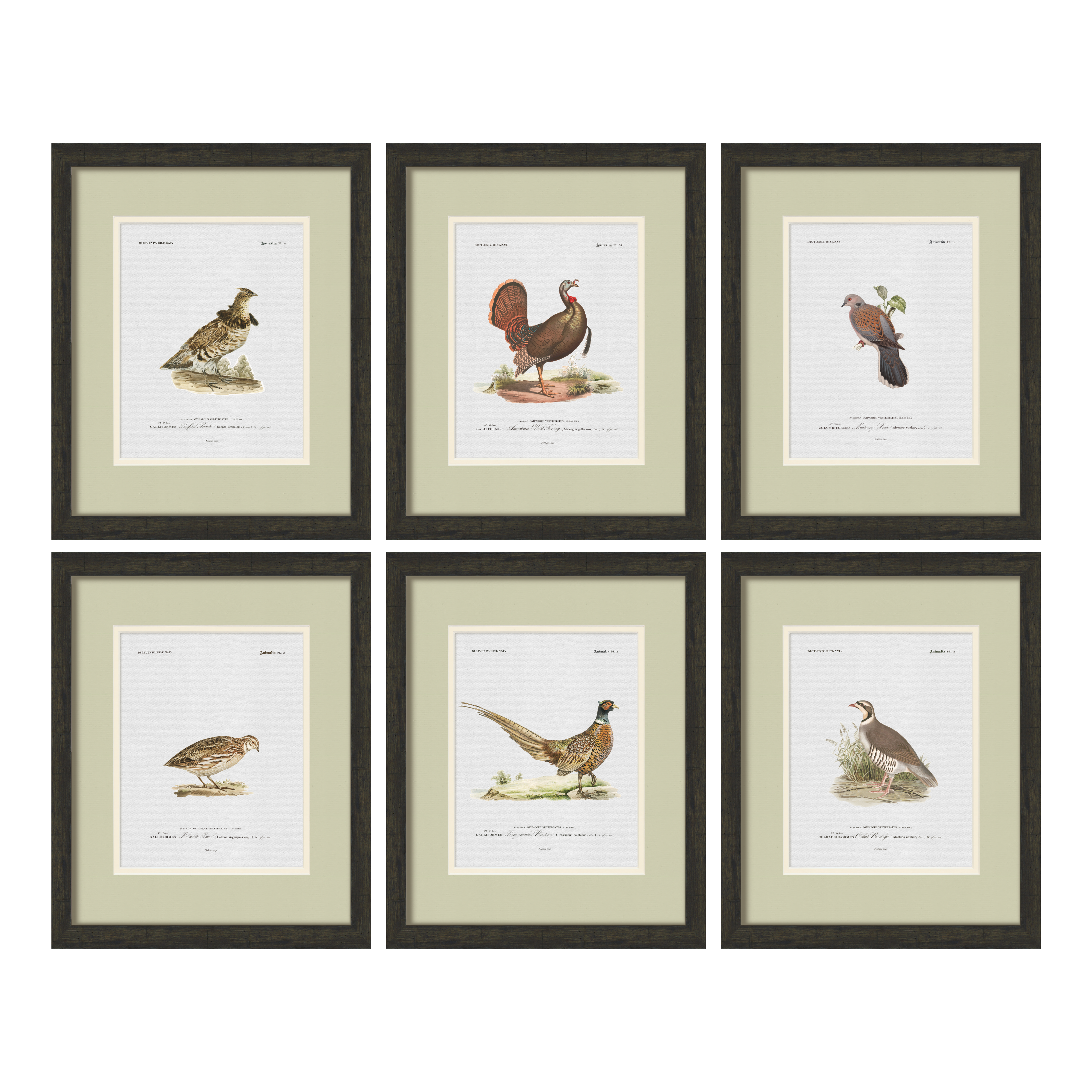 Vintage Game Bird Illustrations - Set of 6