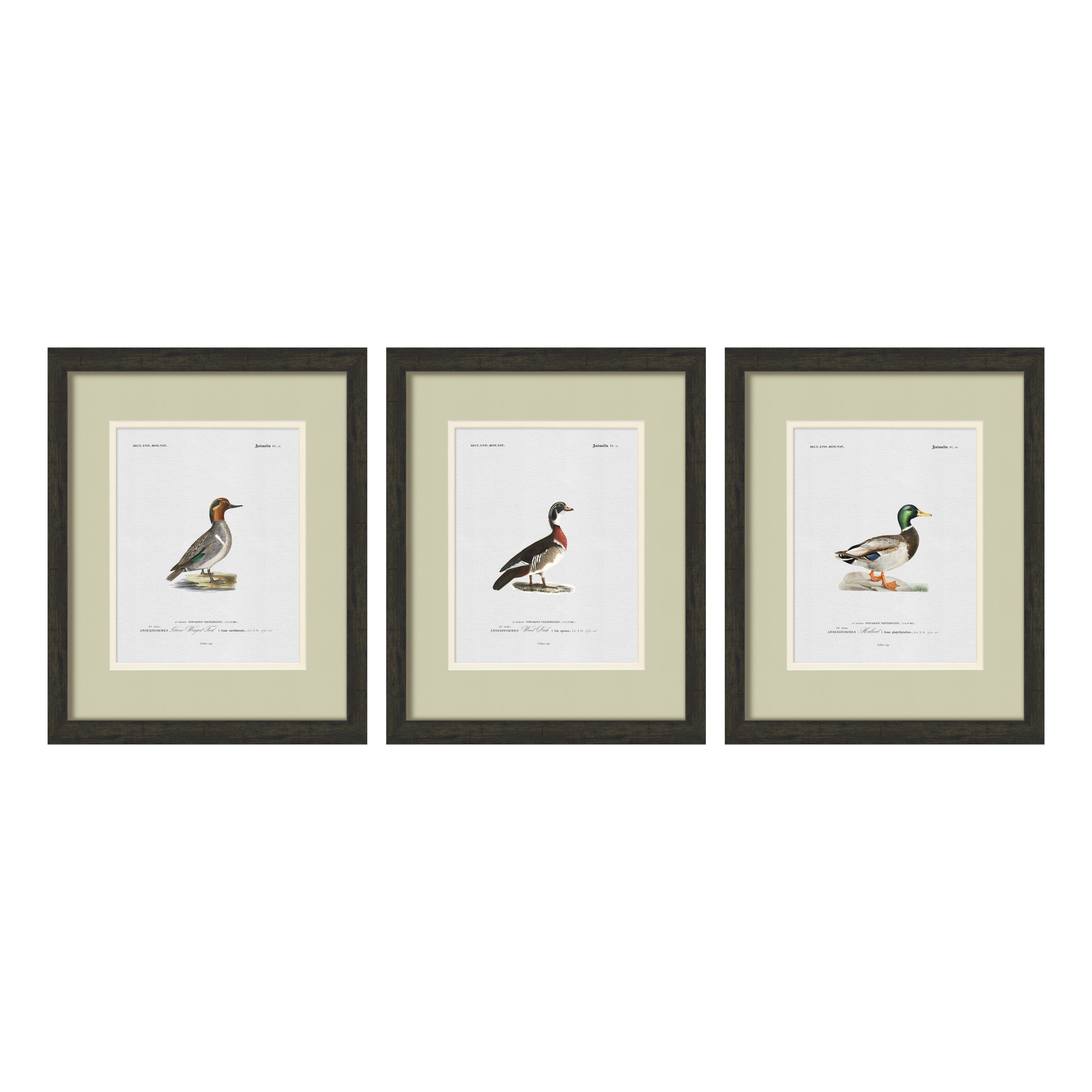 Vintage Duck Illustrations - Set of 3