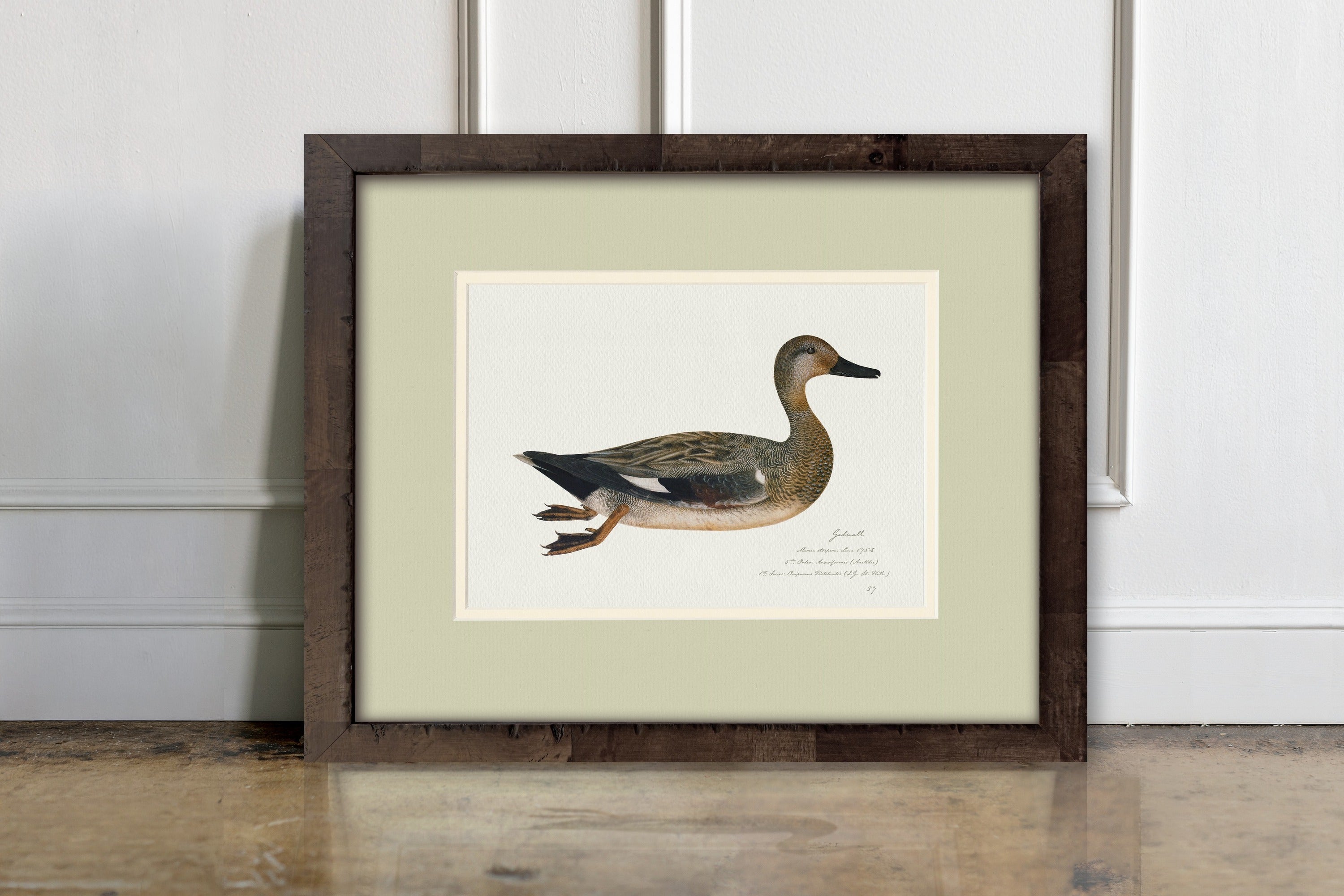 Vintage Watercolor Duck Illustrations - Gadwall