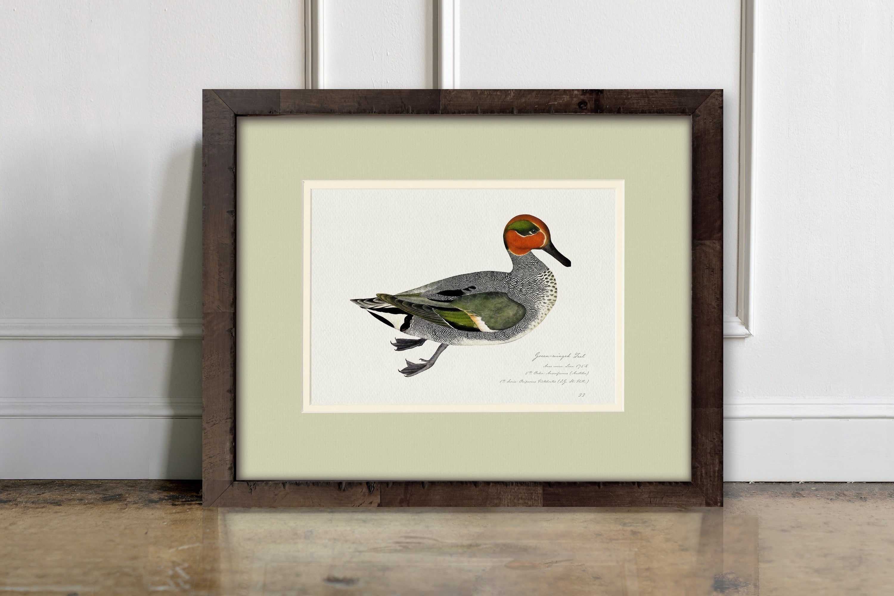 Vintage Watercolor Duck Illustrations - Green-Winged Teal