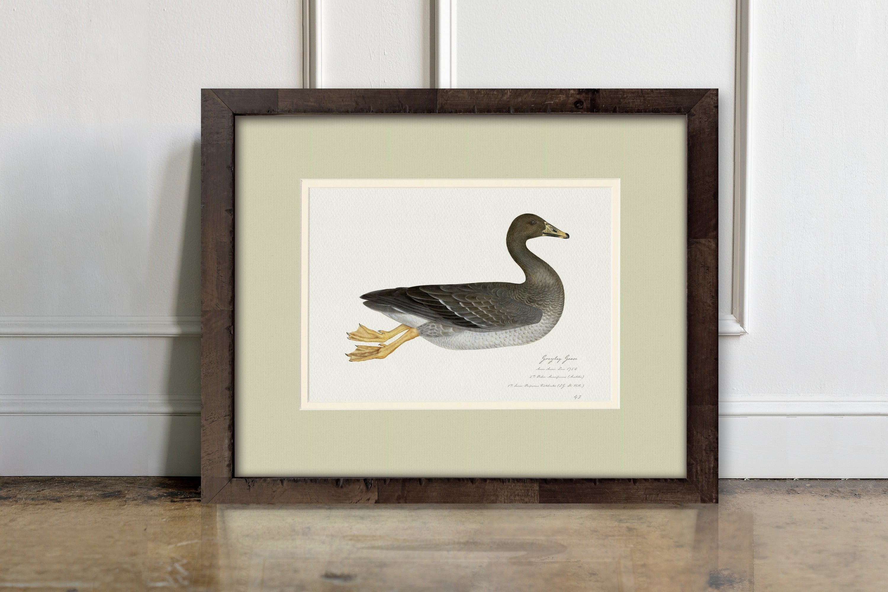 Vintage Watercolor Duck Illustrations - Greylag Goose