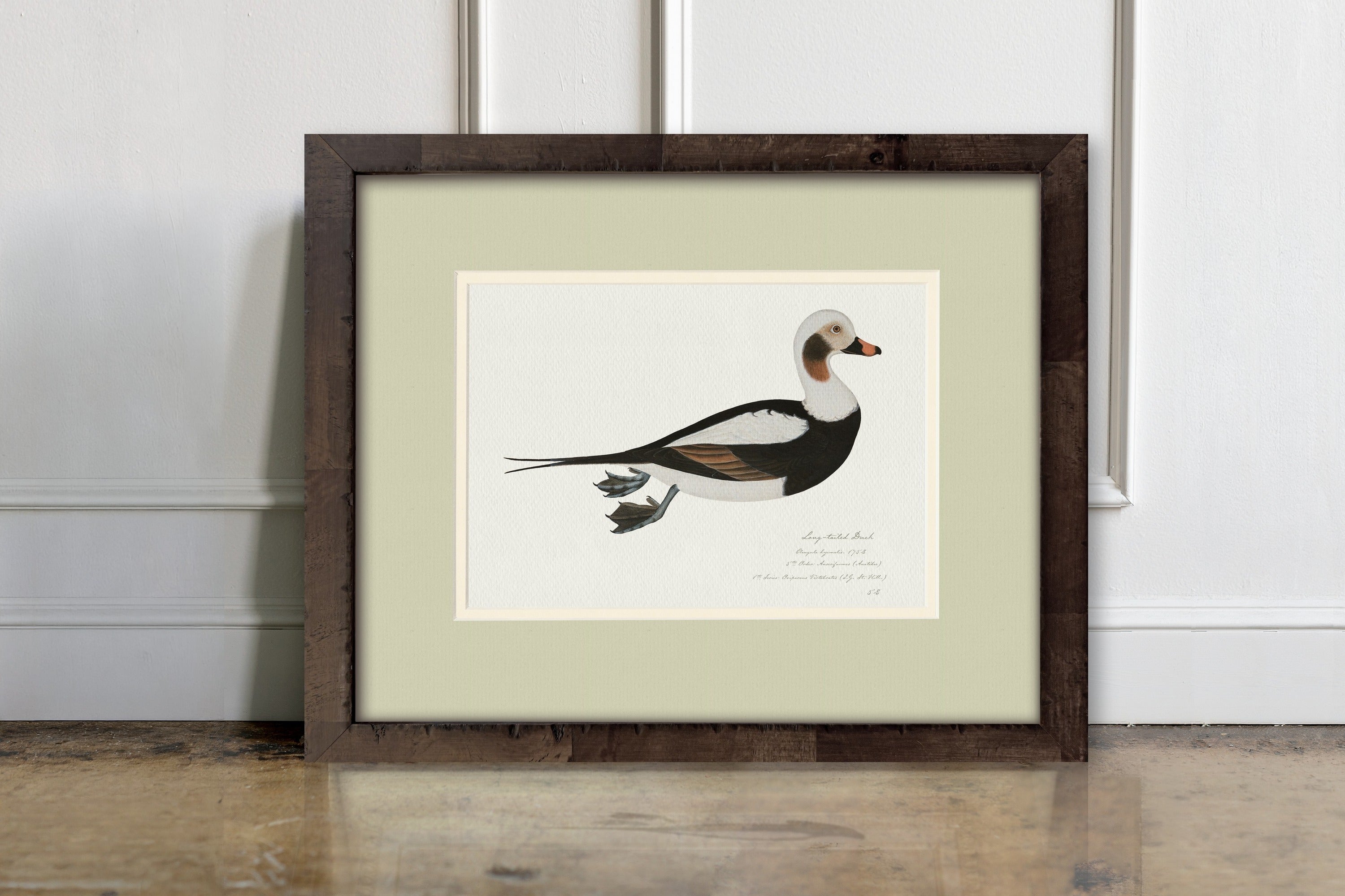 Vintage Watercolor Duck Illustrations - Long-Tailed Duck