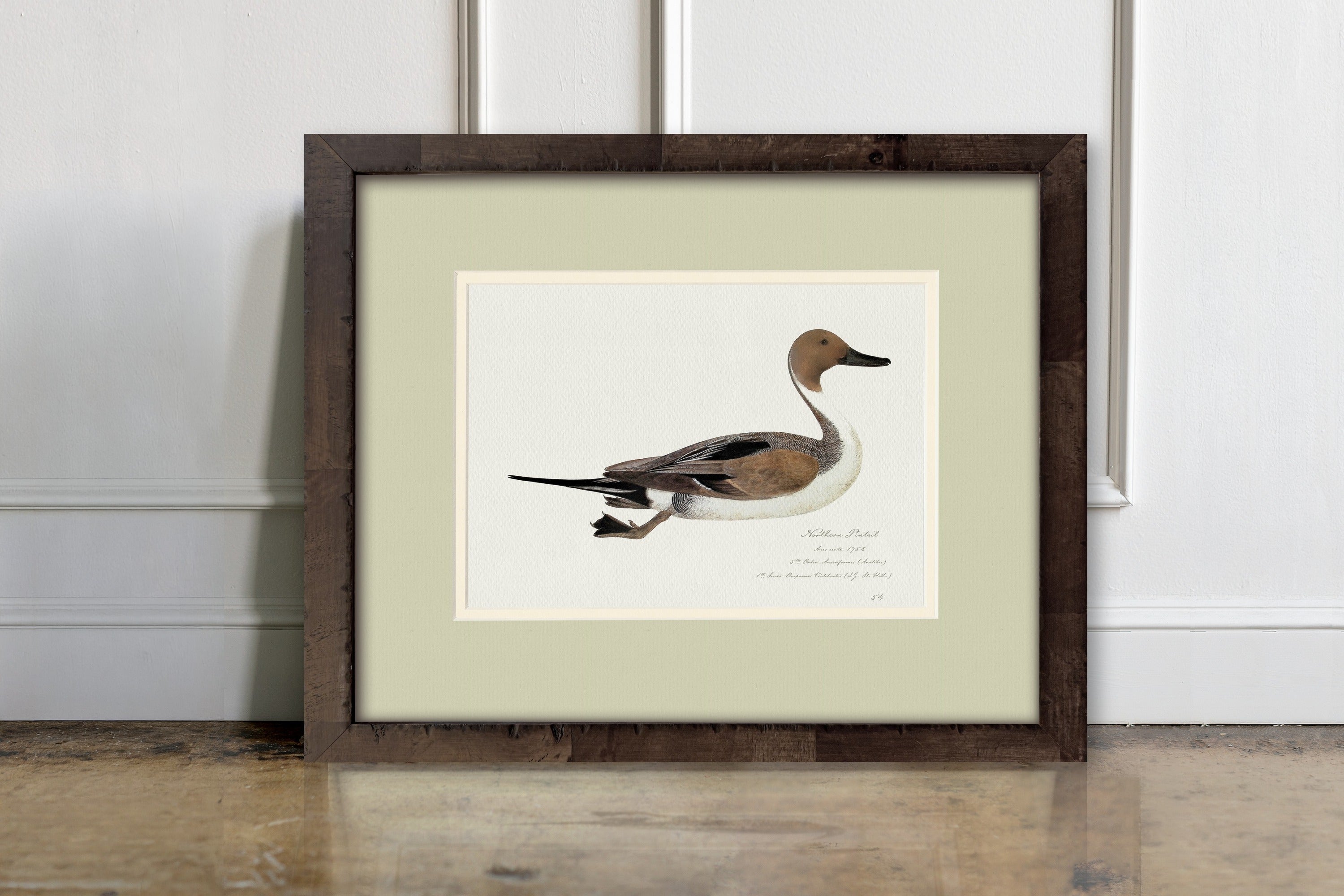 Vintage Watercolor Duck Illustrations - Northern Pintail