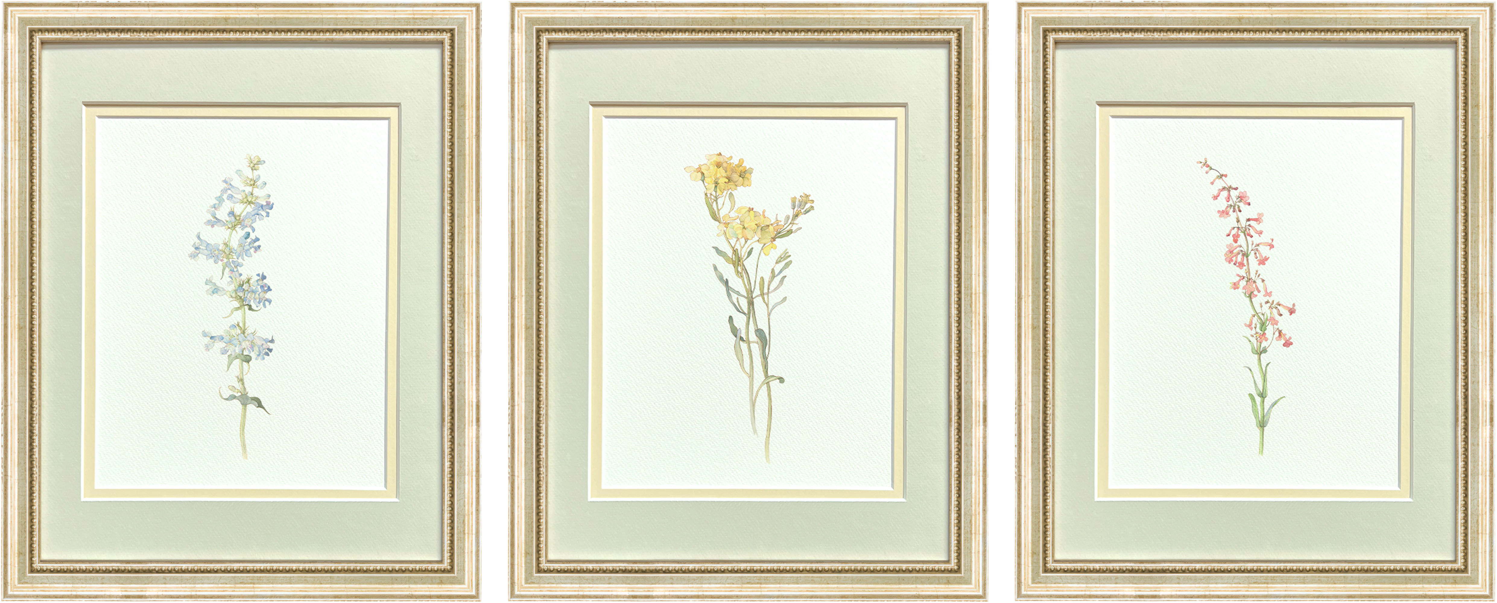 Watercolor Botanical Illustrations - Set of 3: Series I