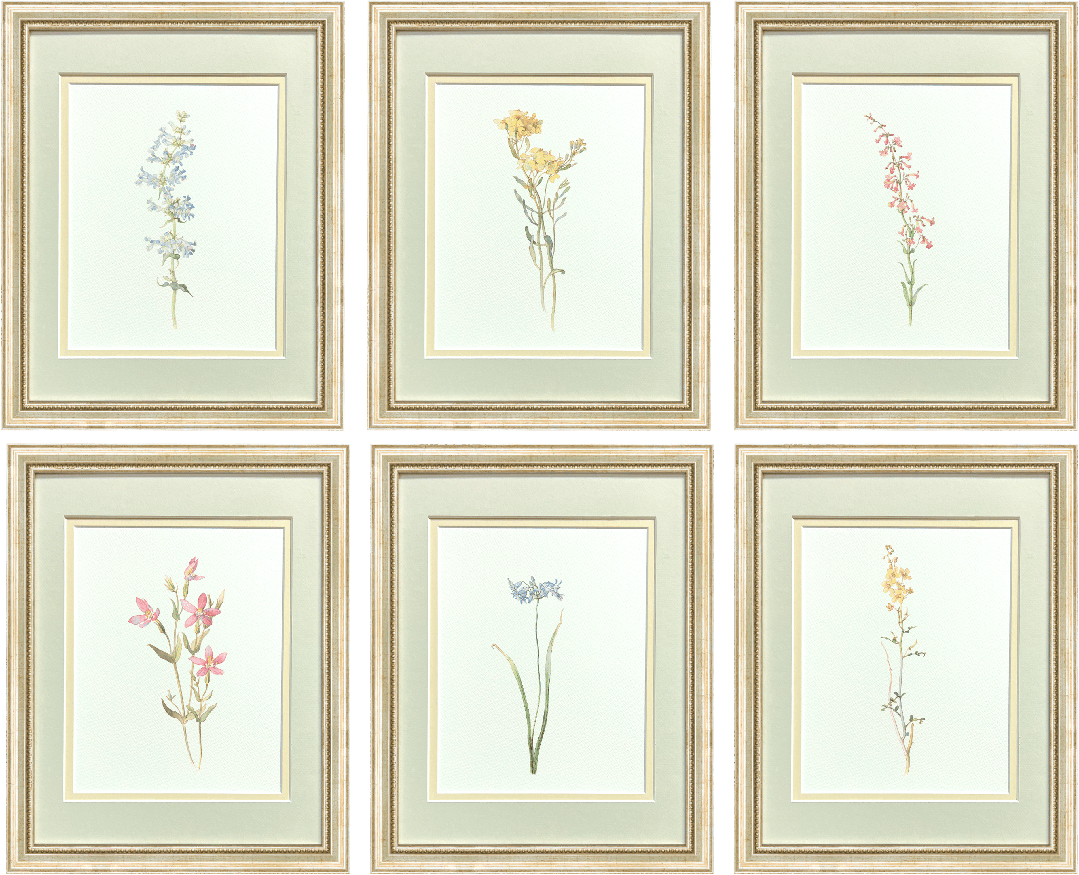 Watercolor Botanical Illustrations - Set of 6: Series I