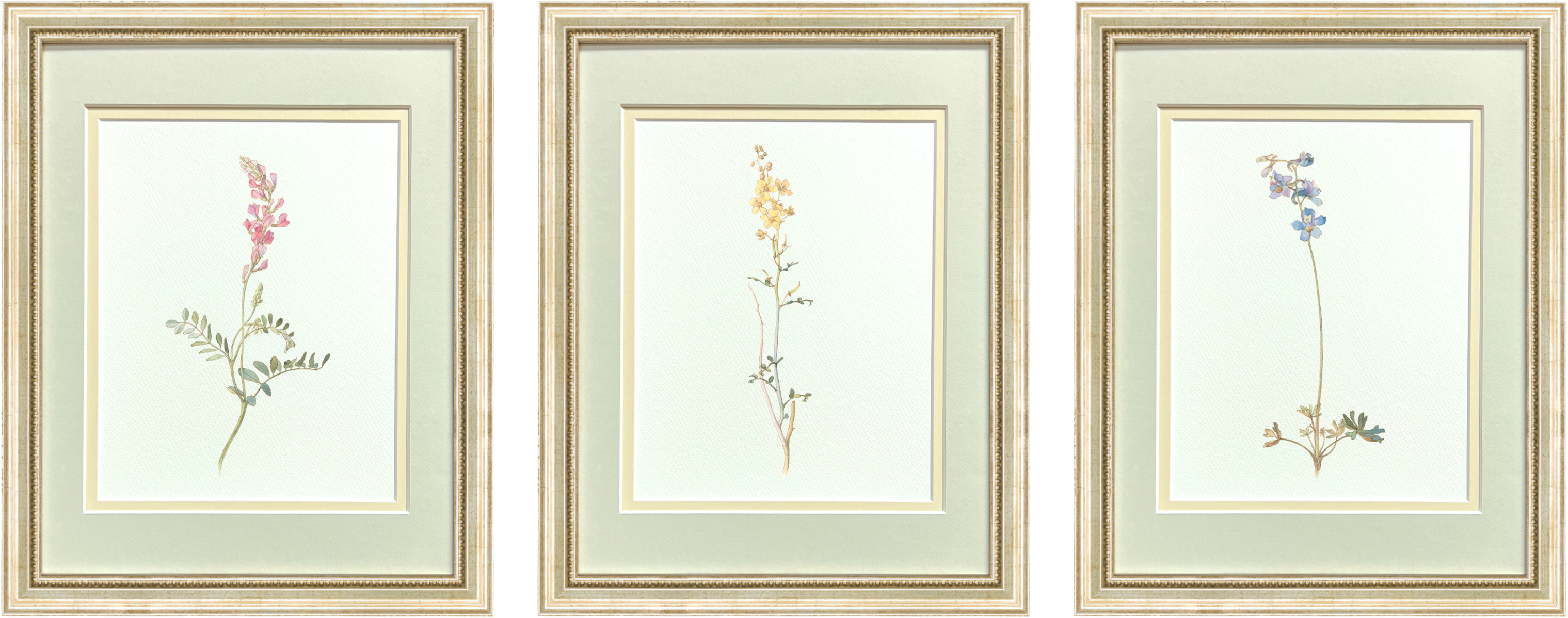 Watercolor Botanical Illustrations - Set of 3: Series II
