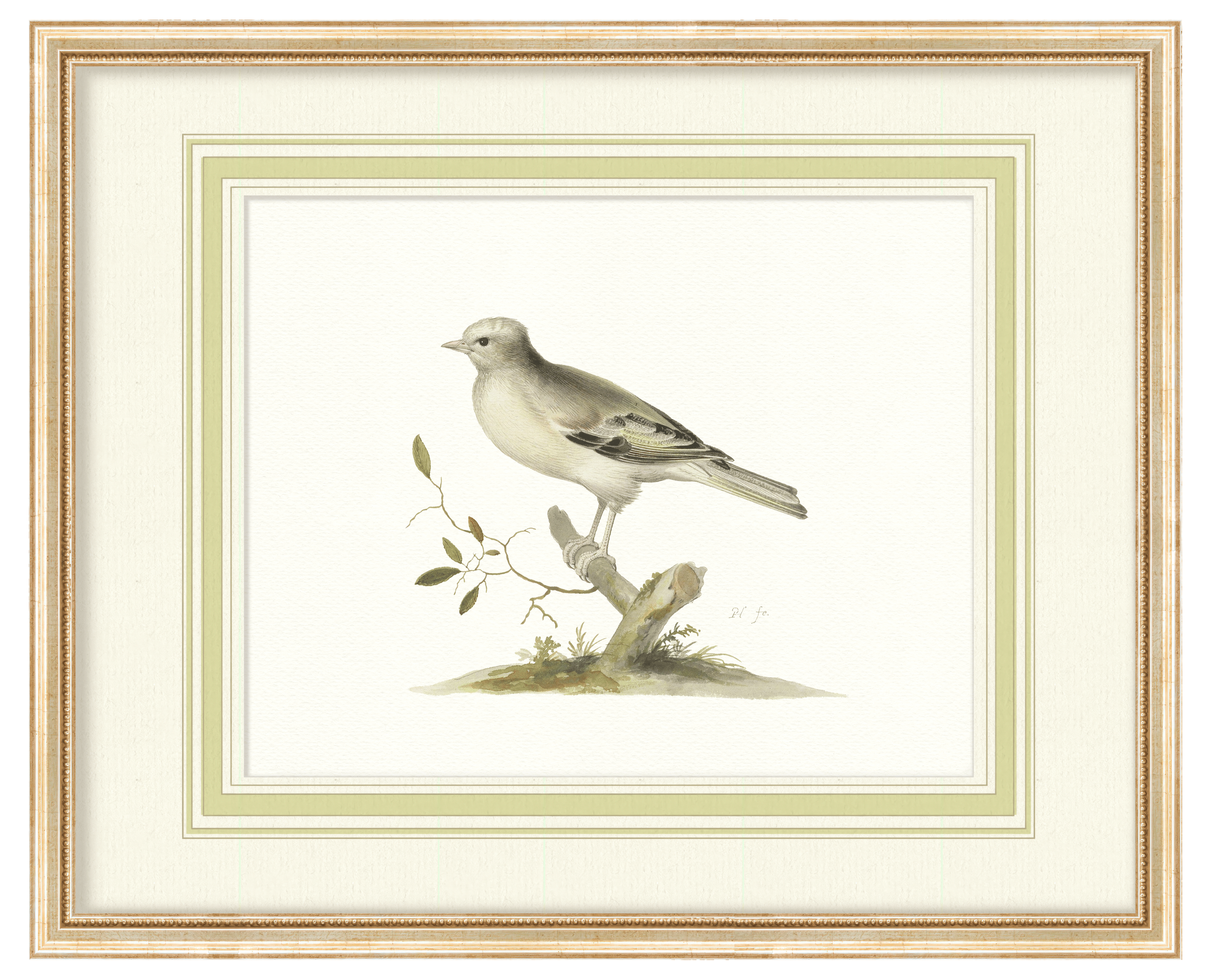 Aviary - Curated Set of 6