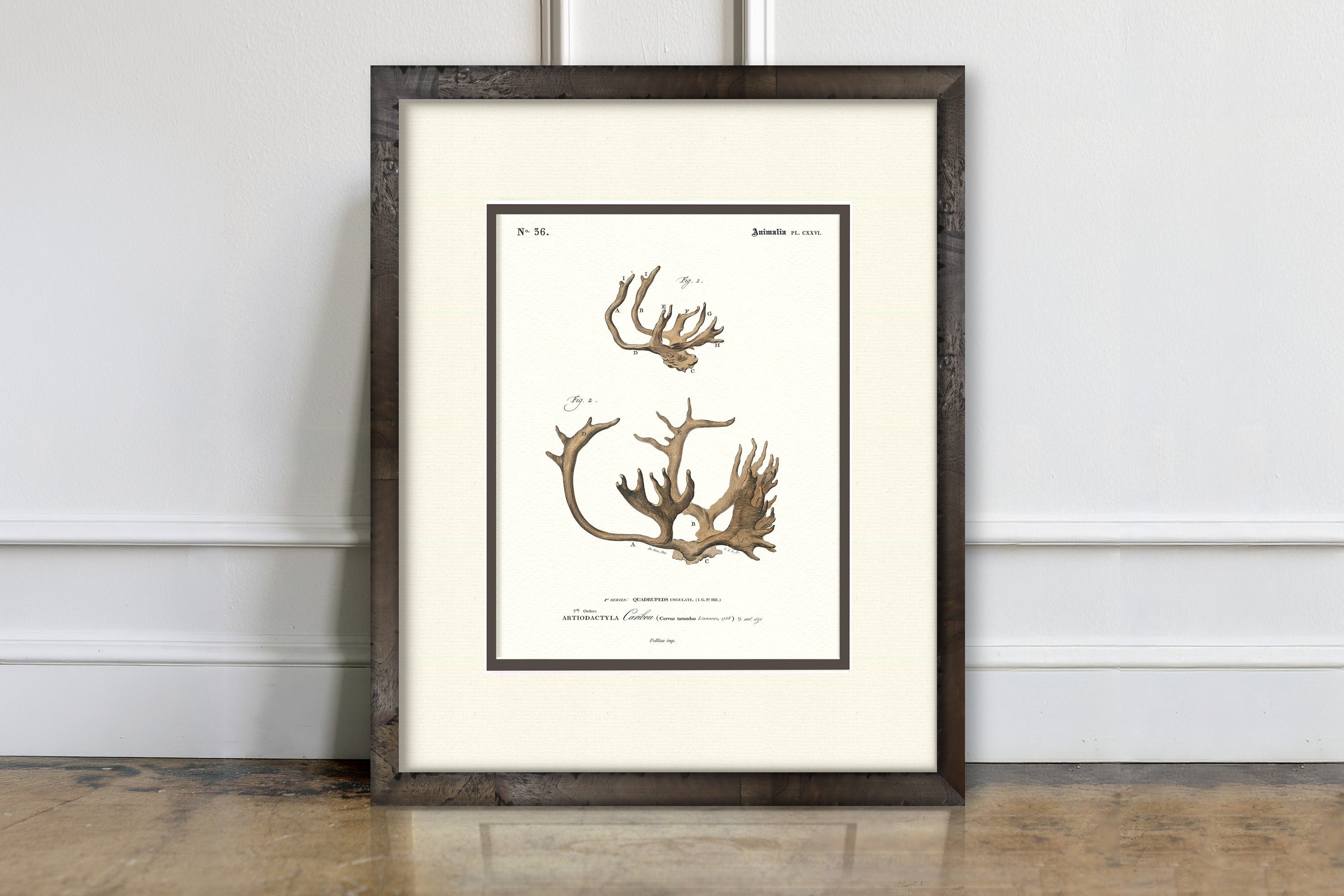 Vintage Antler Illustrations - Caribou
