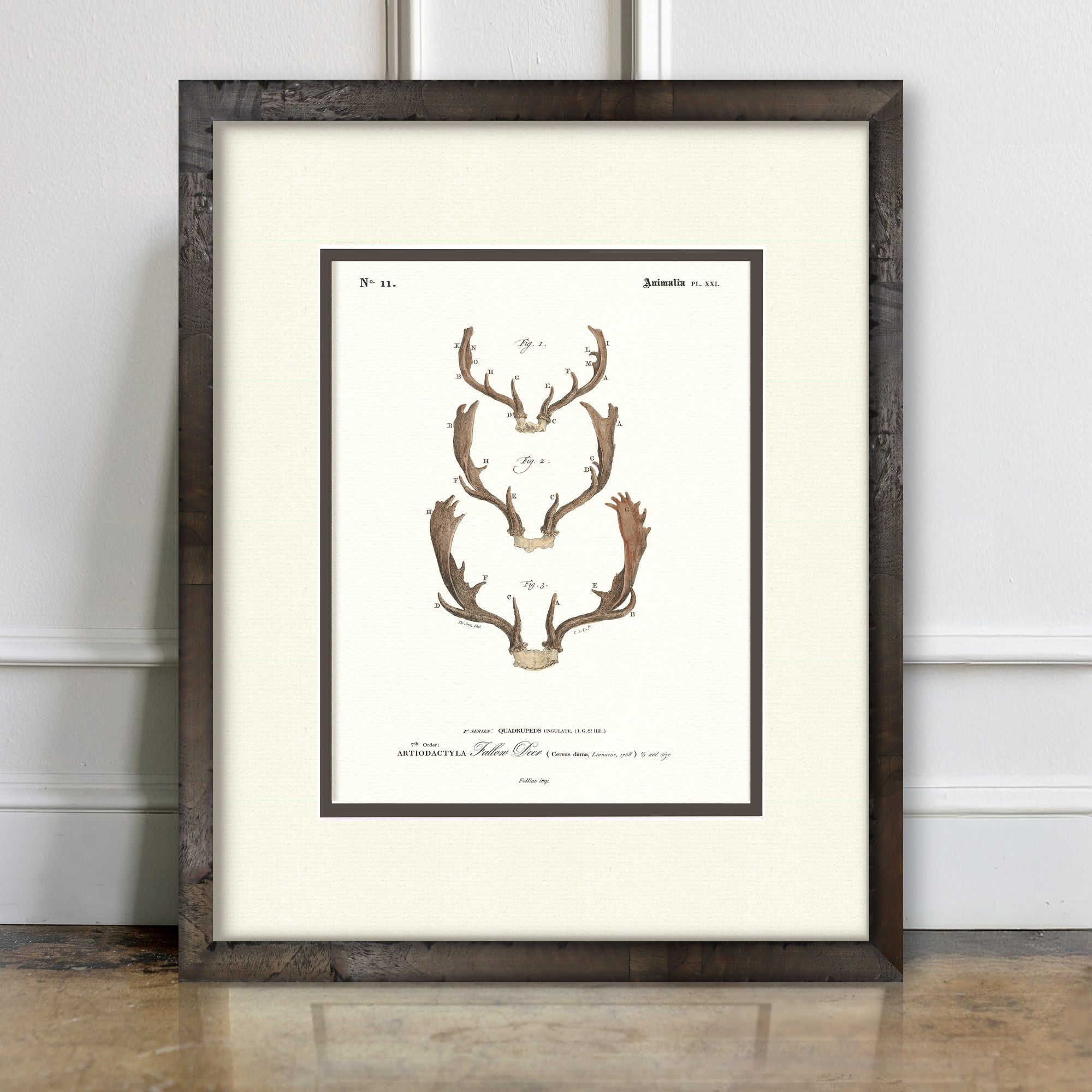 Fallow Deer vintage antler illustration art print — room mockup