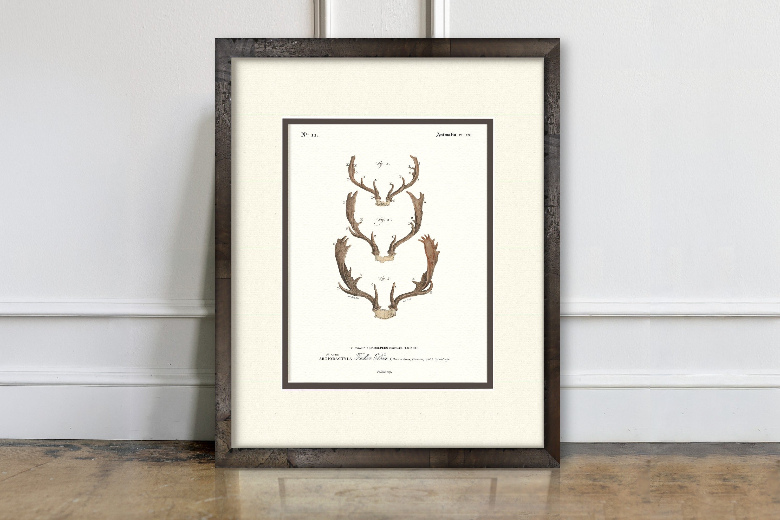 Vintage Antler Illustrations - Fallow Deer