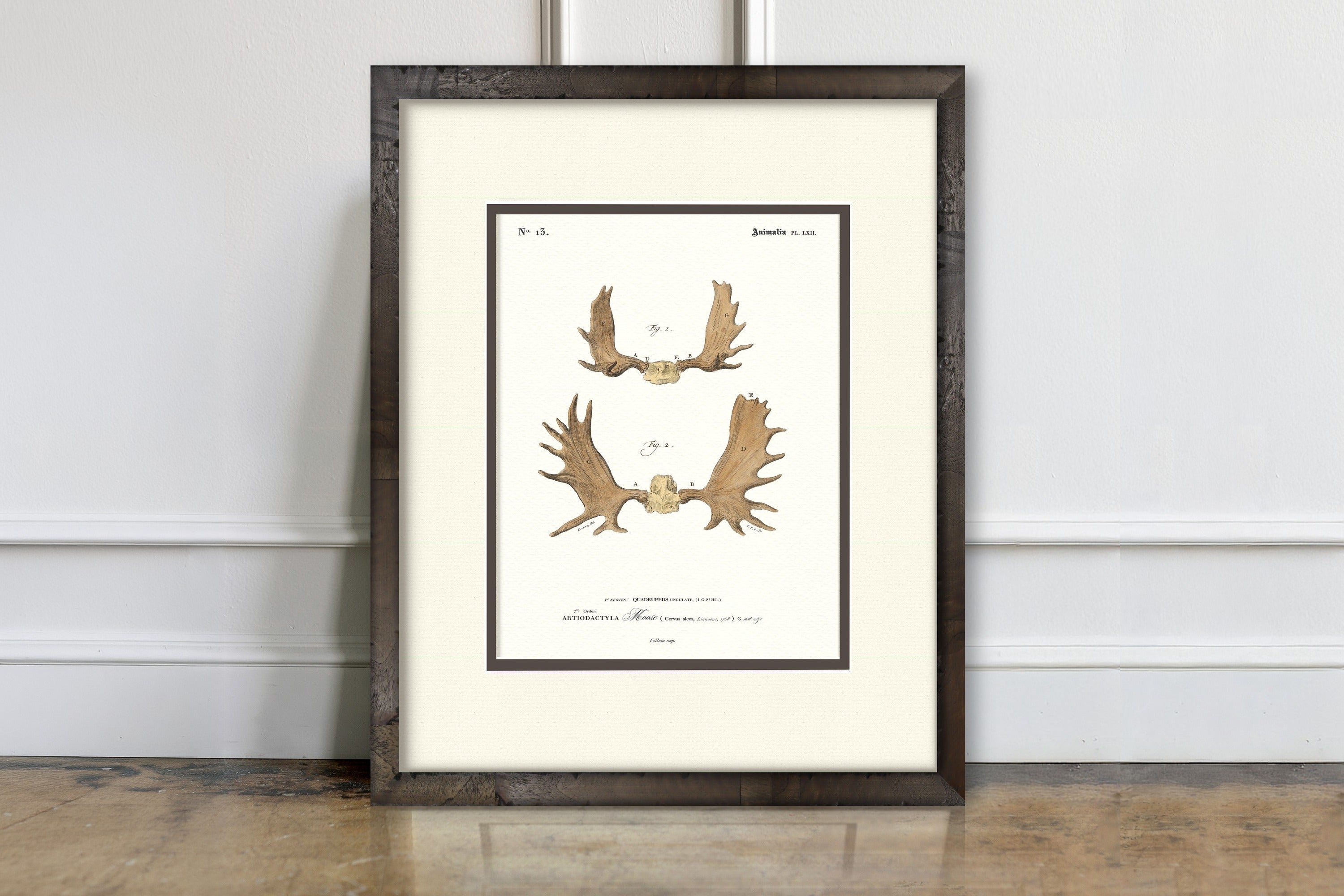 Vintage Antler Illustrations - Moose