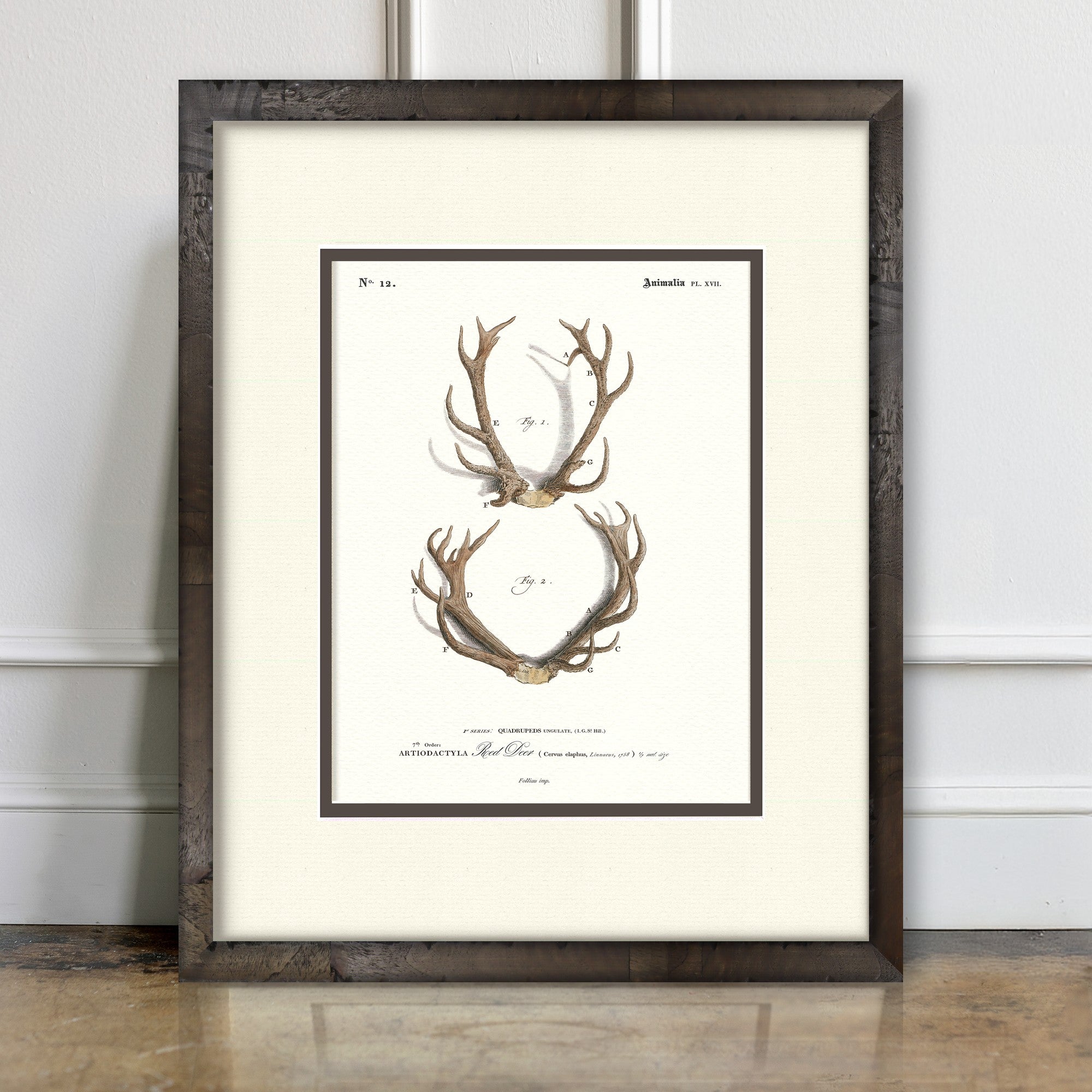 Red Deer #12 vintage antler illustration art print — room mockup