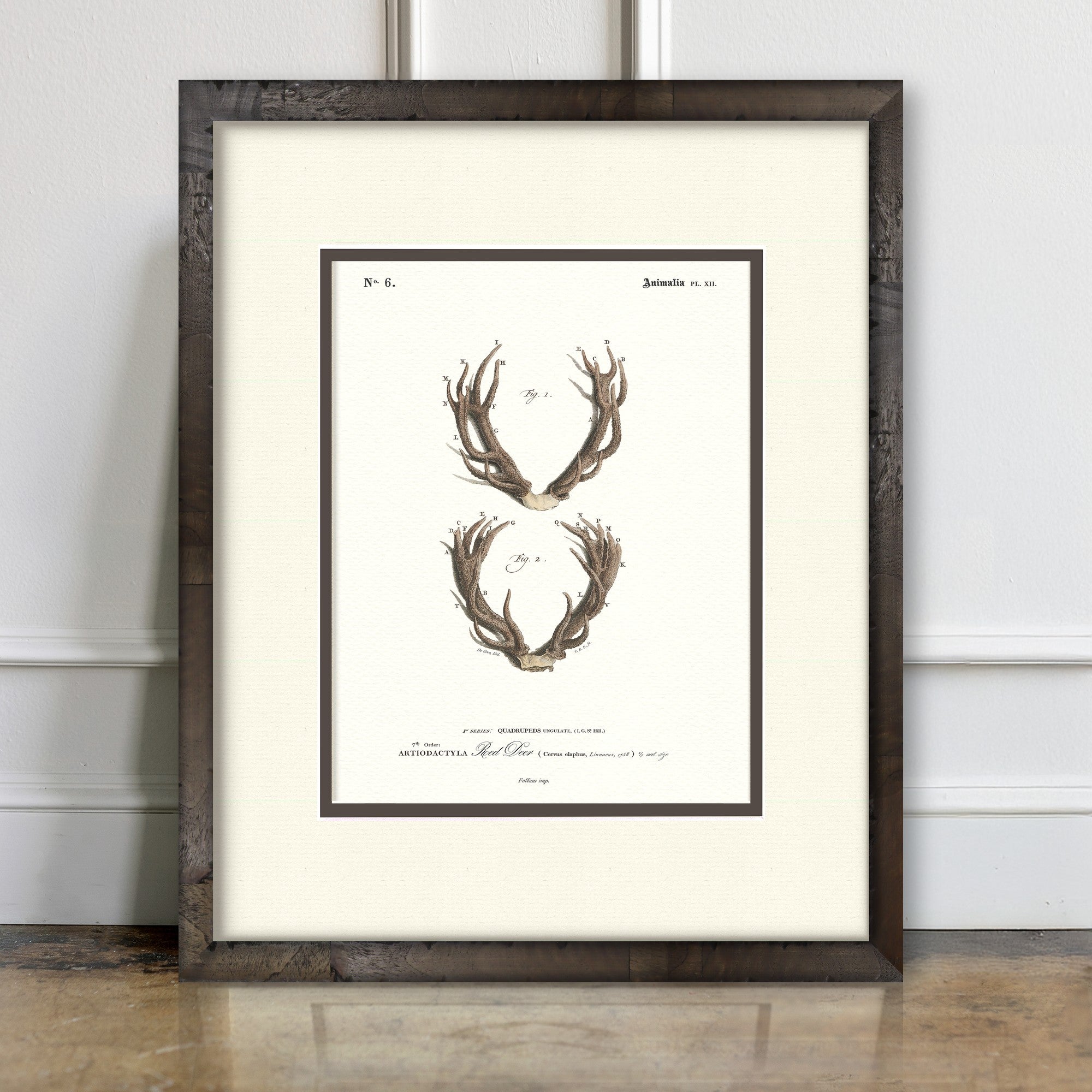 Red Deer #6 vintage antler illustration art print — room mockup