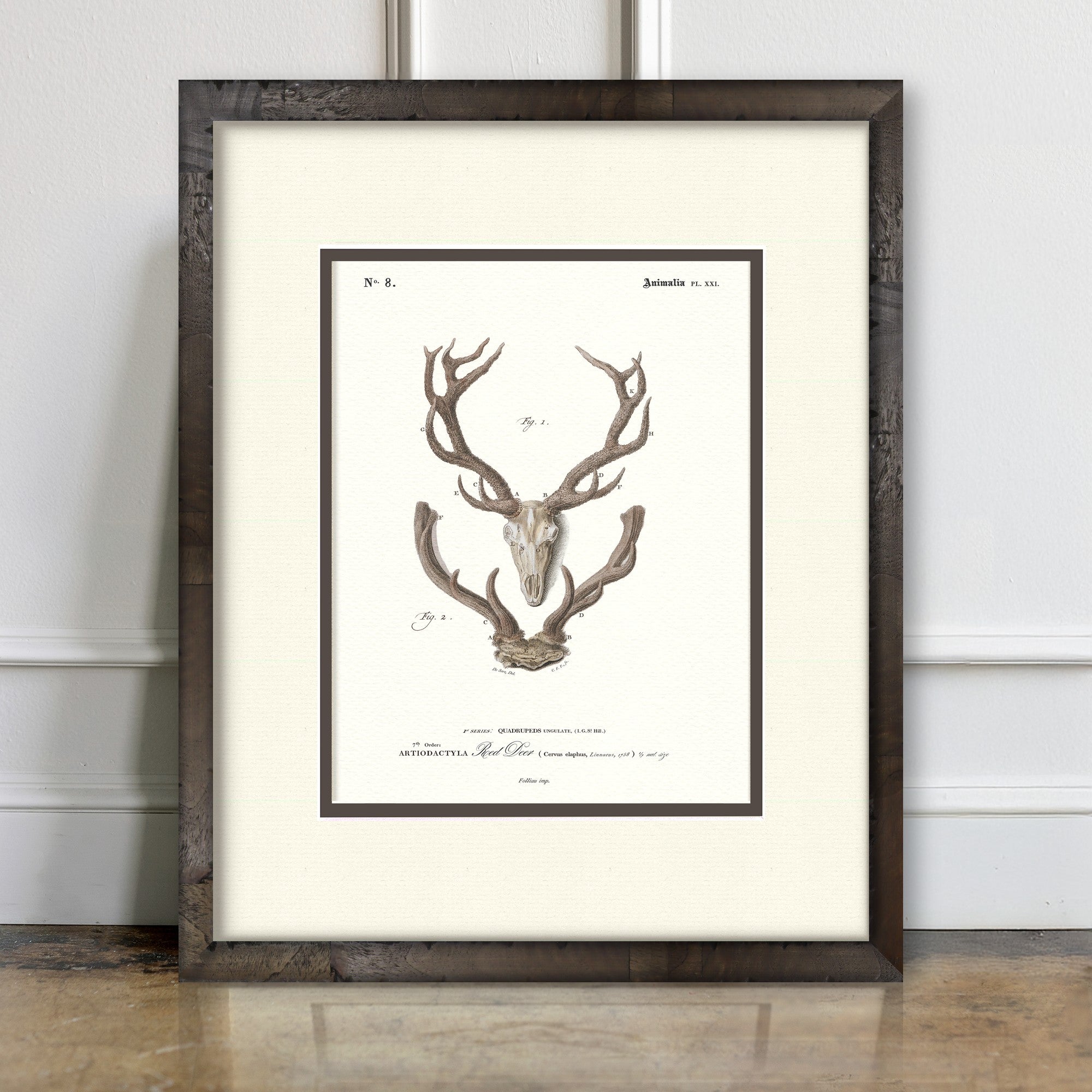 Red Deer #8 vintage antler illustration art print — room mockup