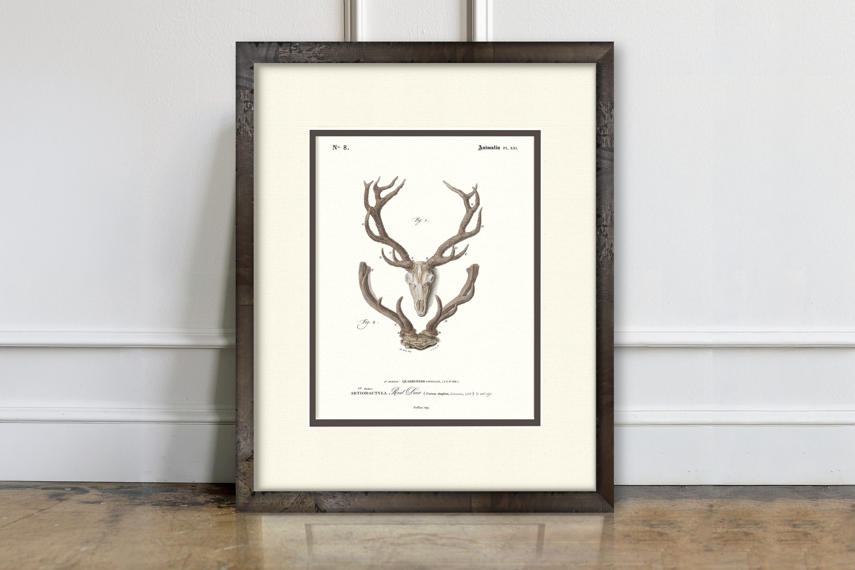 Vintage Antler Illustrations - Red Deer #8