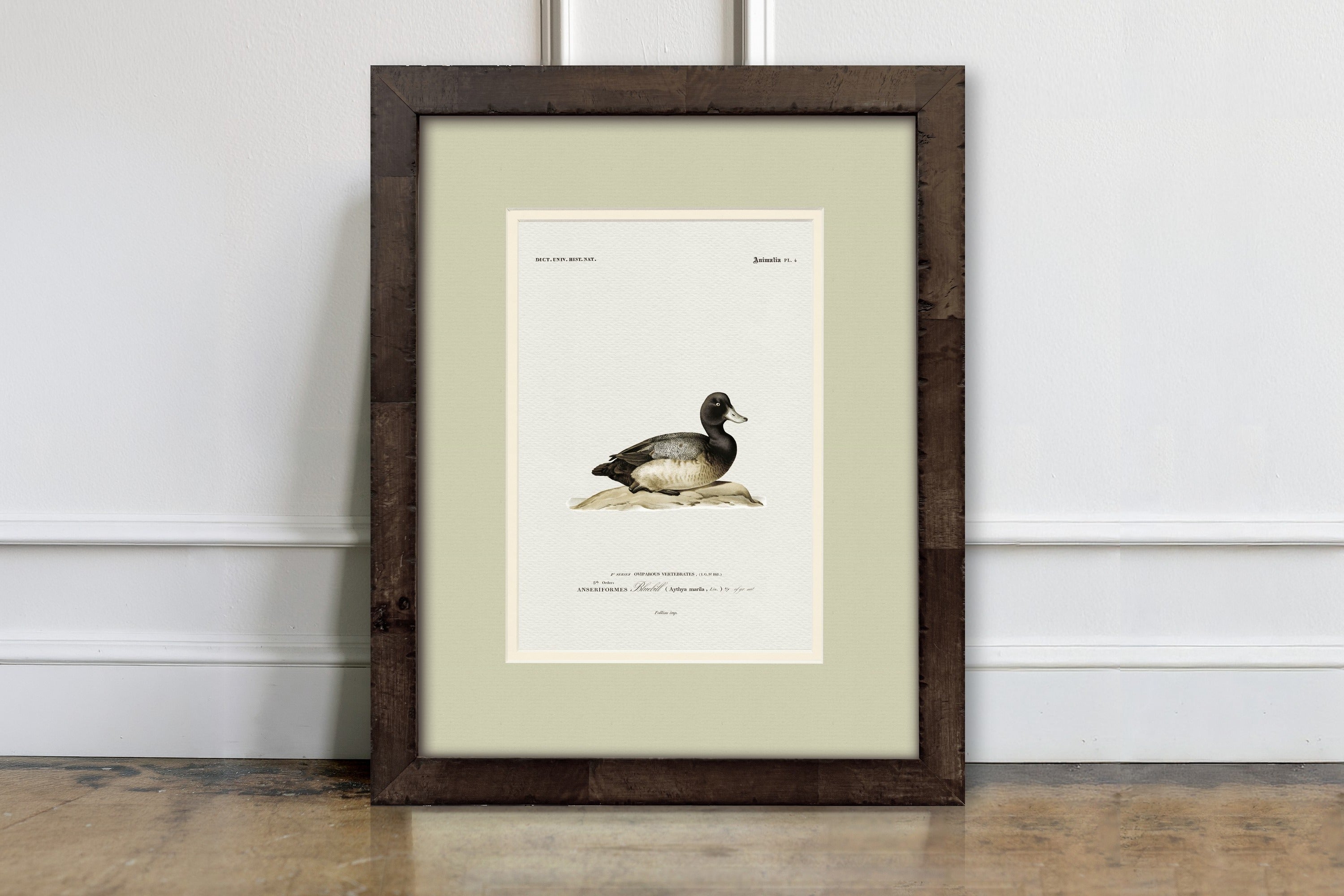 Vintage Duck Illustrations - Bluebill Scaup