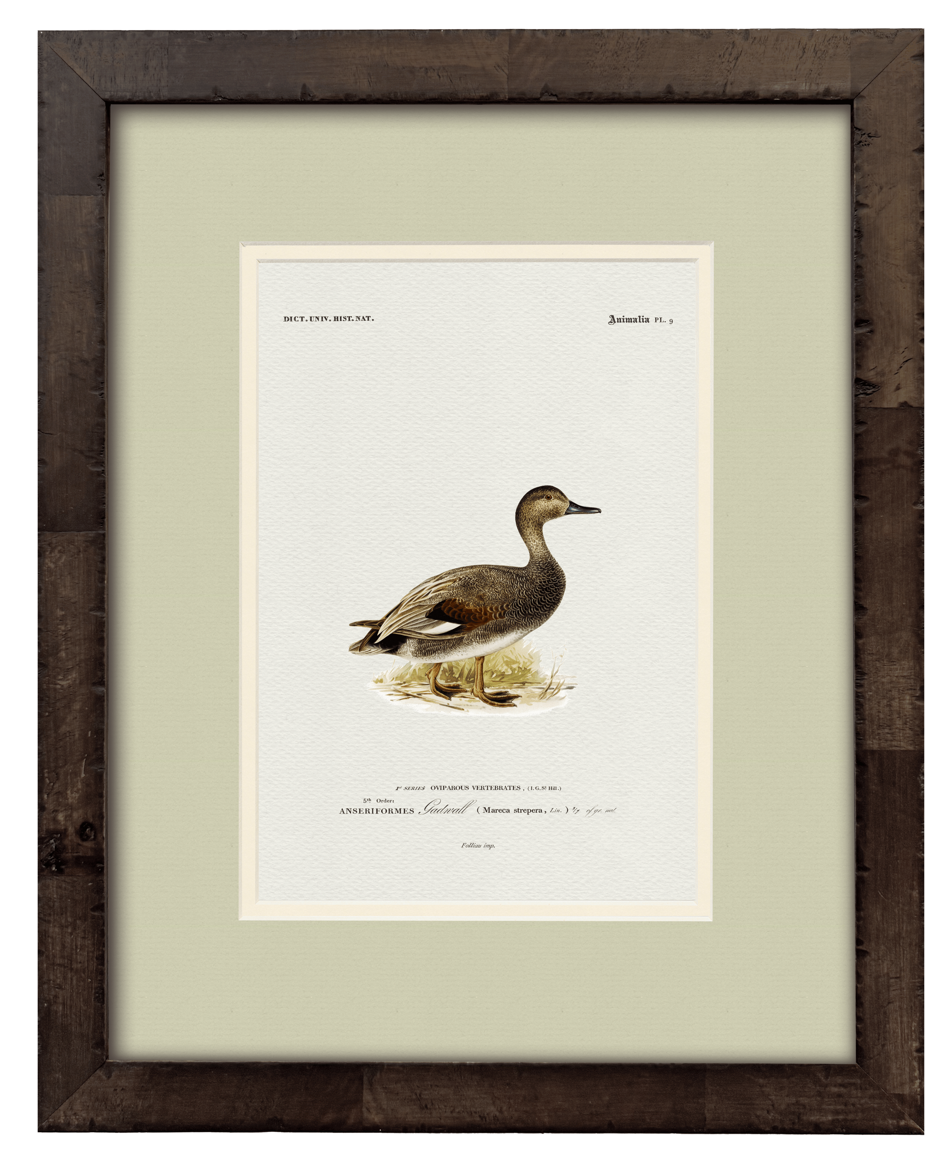 Gadwall vintage duck illustration art print — styled room display