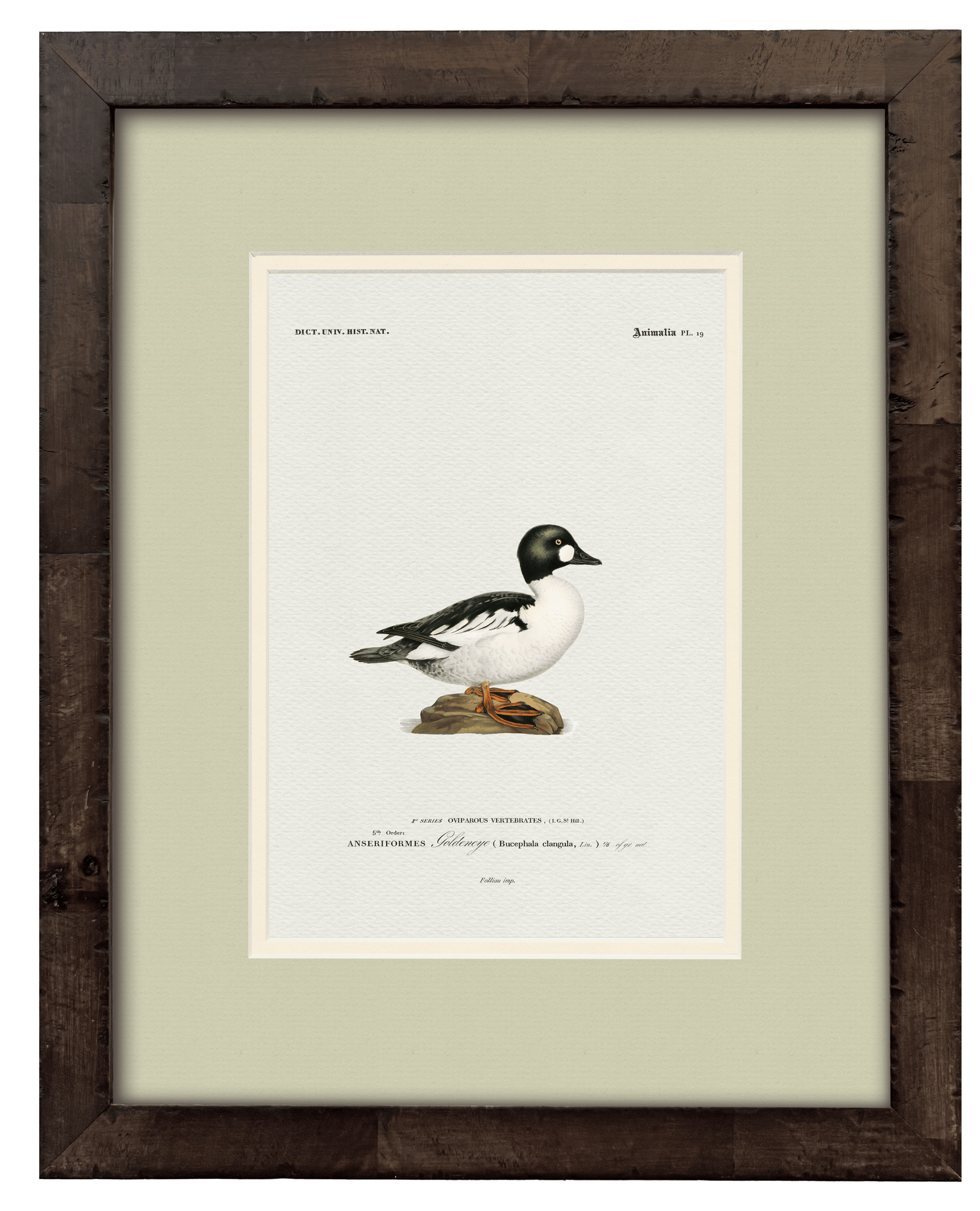 Goldeneye vintage duck illustration art print — styled room display