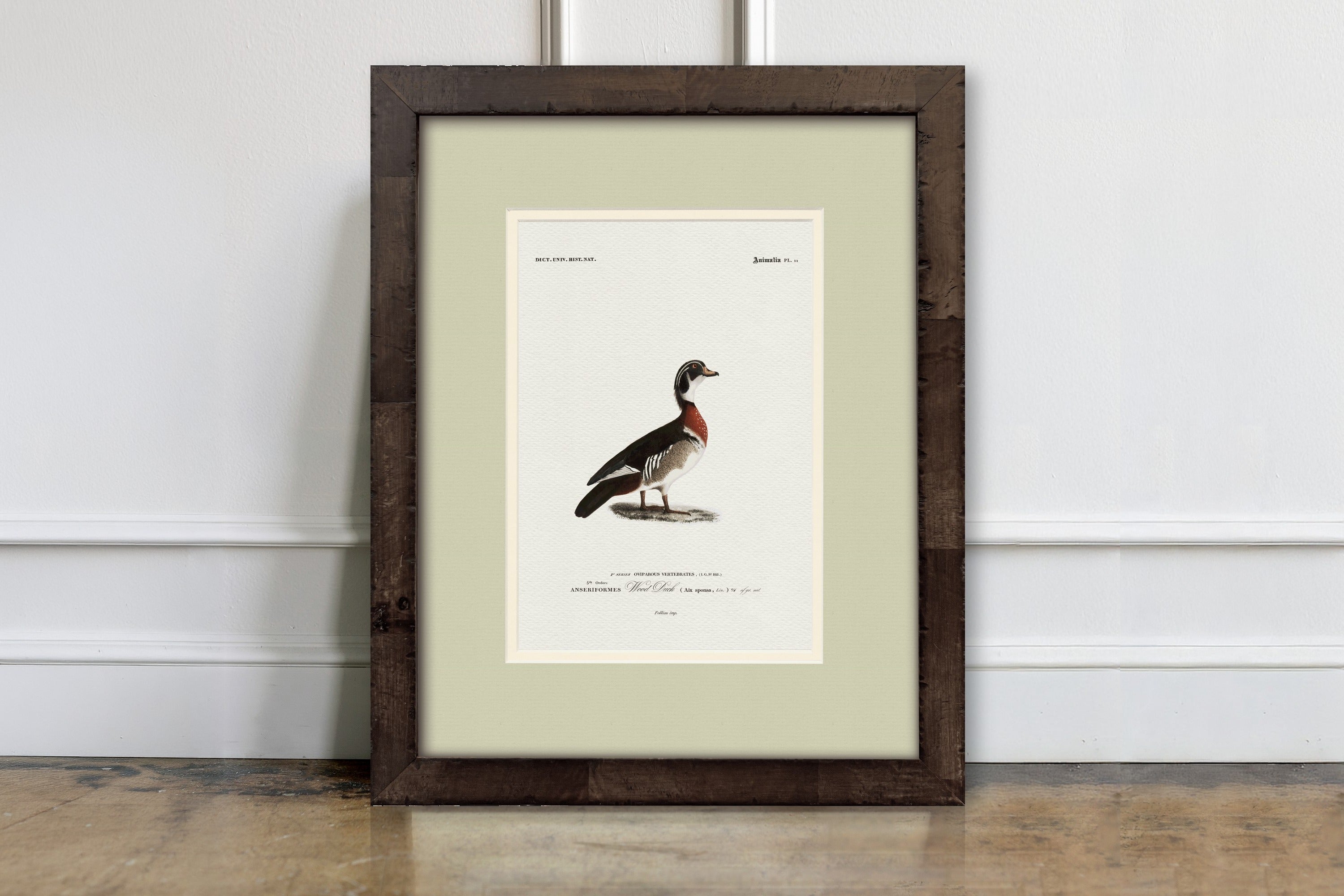 Vintage Duck Illustrations - Wood Duck