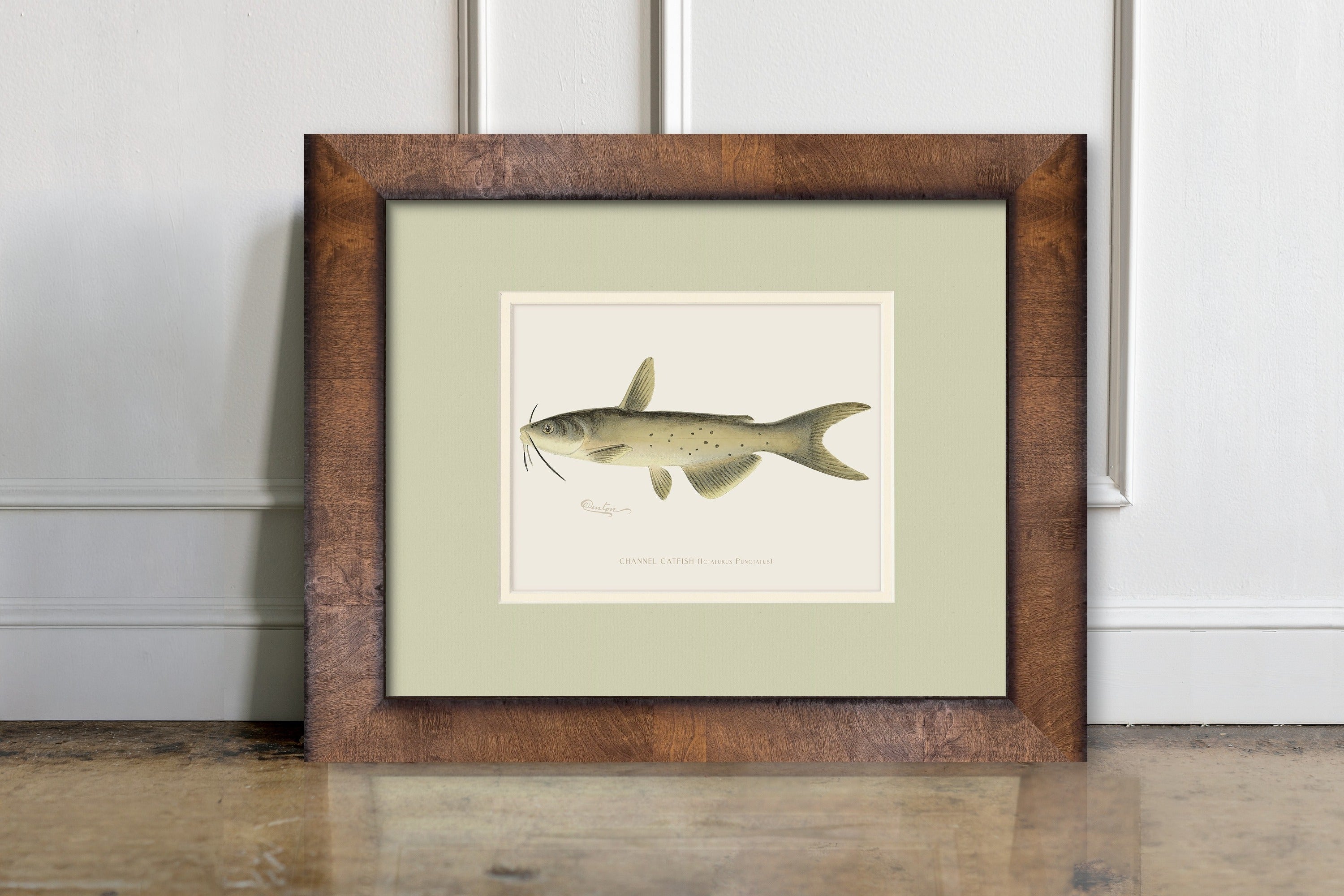 Vintage Freshwater Fish Illustrations - Channel Catfish