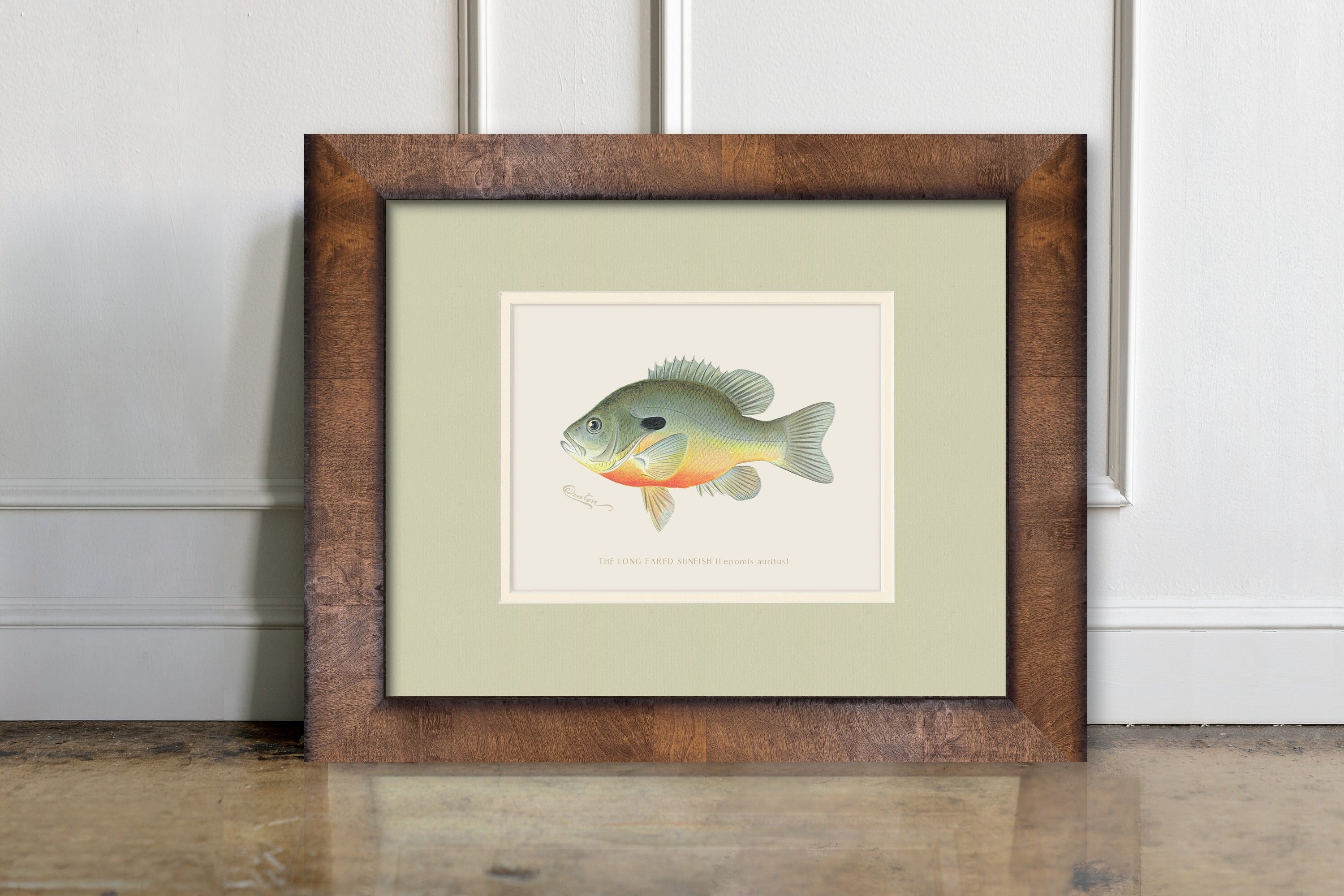 Vintage Freshwater Fish Illustrations - Long-Eared Sunfish