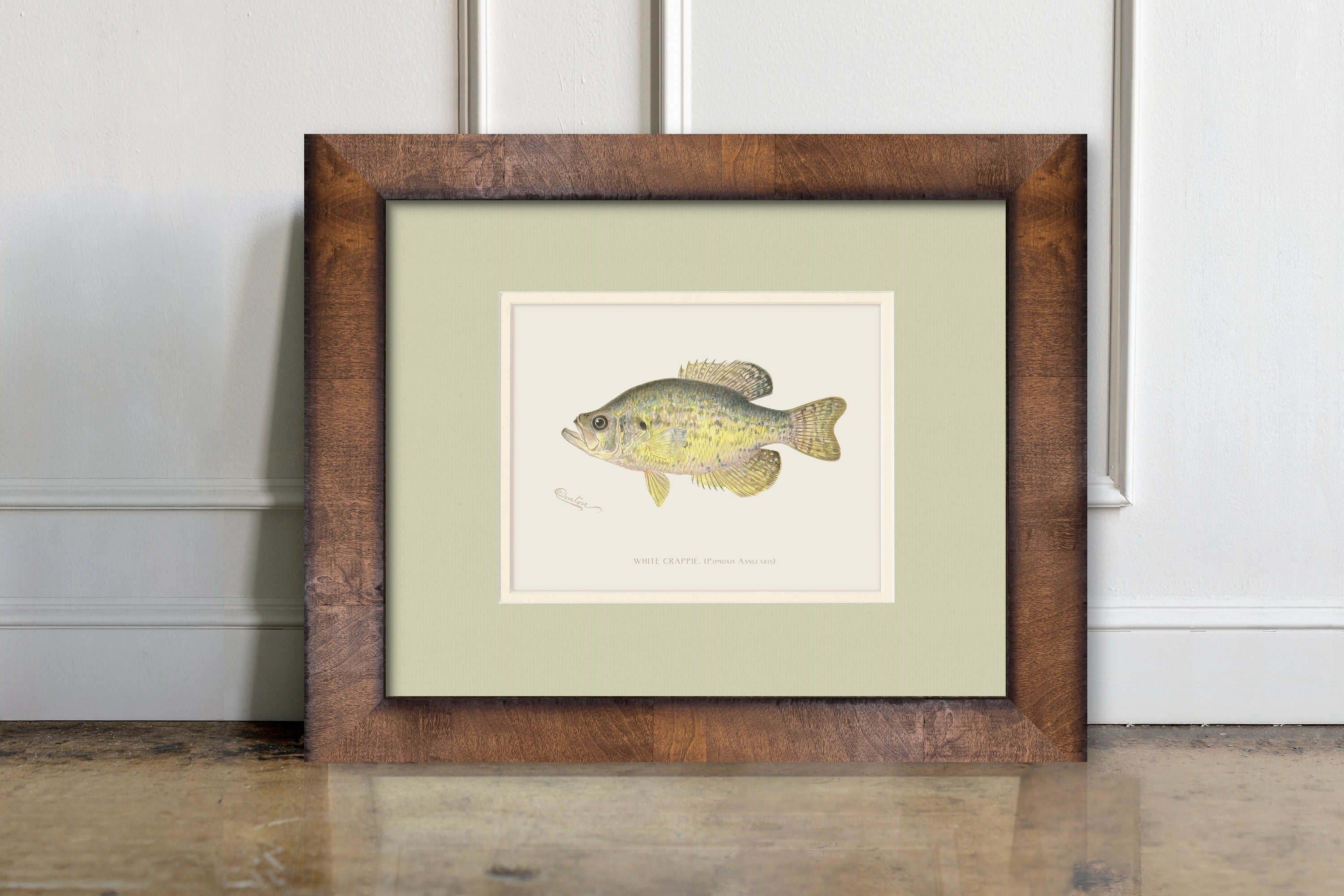 Vintage Freshwater Fish Illustrations - White Crappie