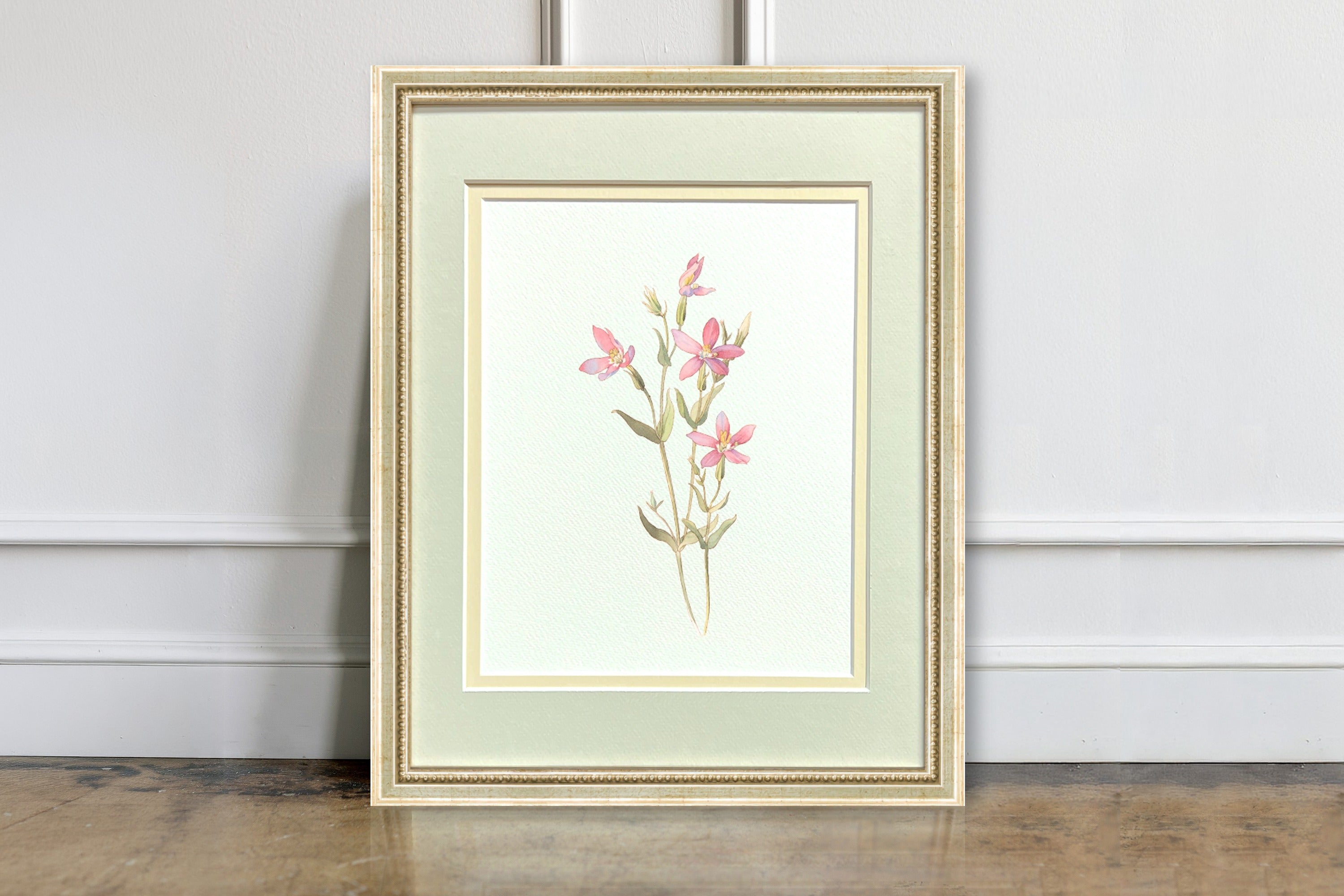 Watercolor Botanical Illustrations - California Centaury