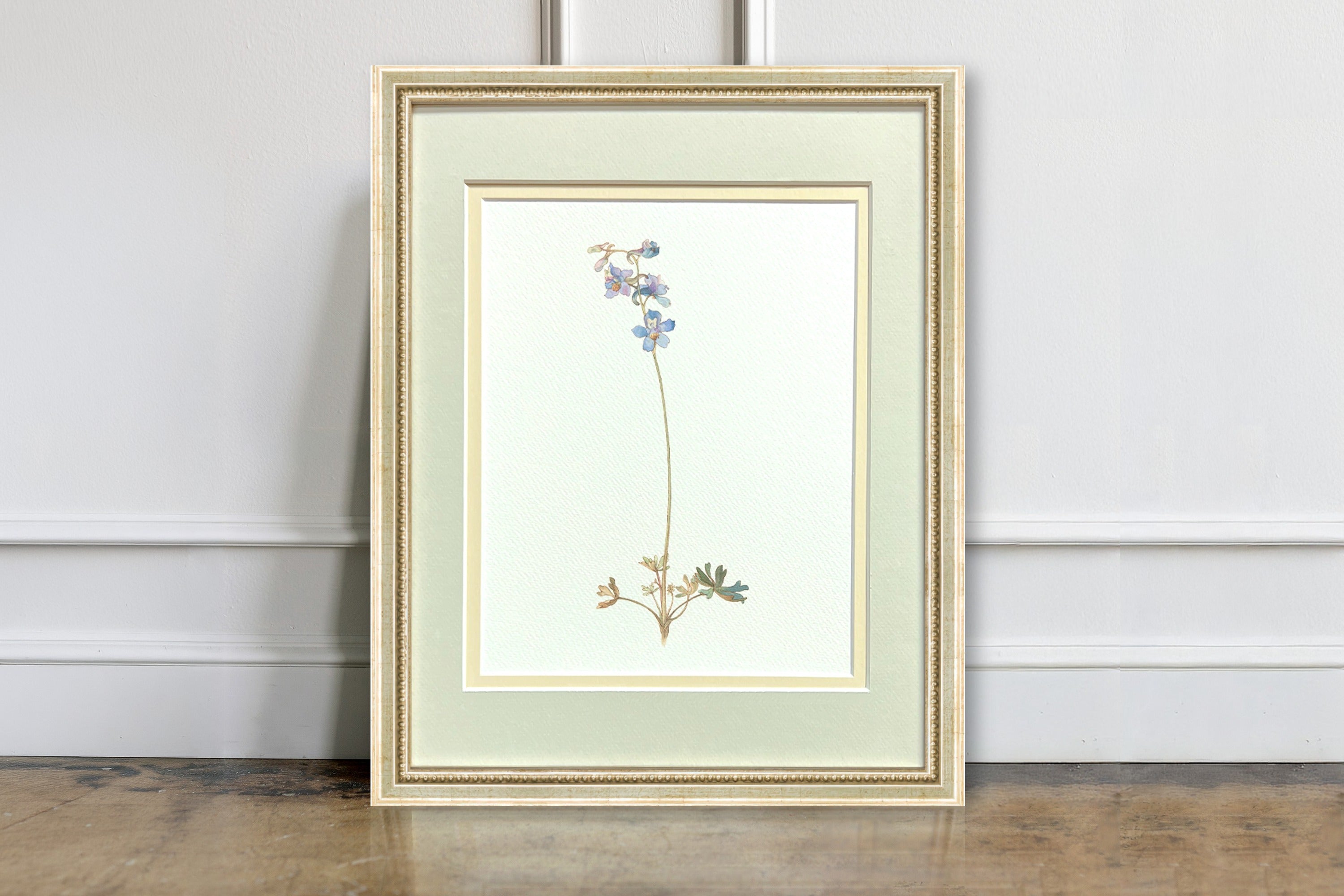 Watercolor Botanical Illustrations - Larkspur Delphinium