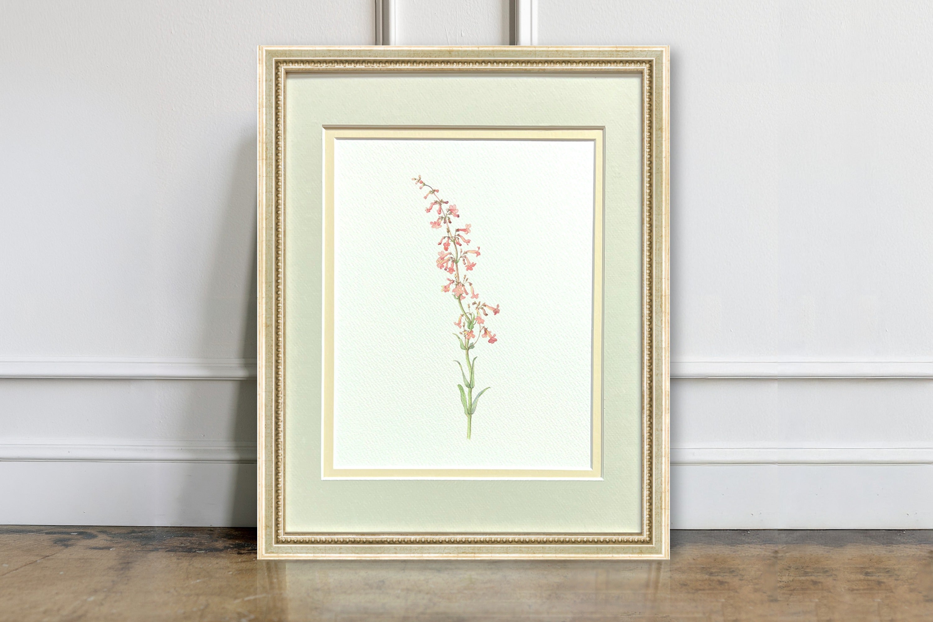 Watercolor Botanical Illustrations - Parry's Penstemon