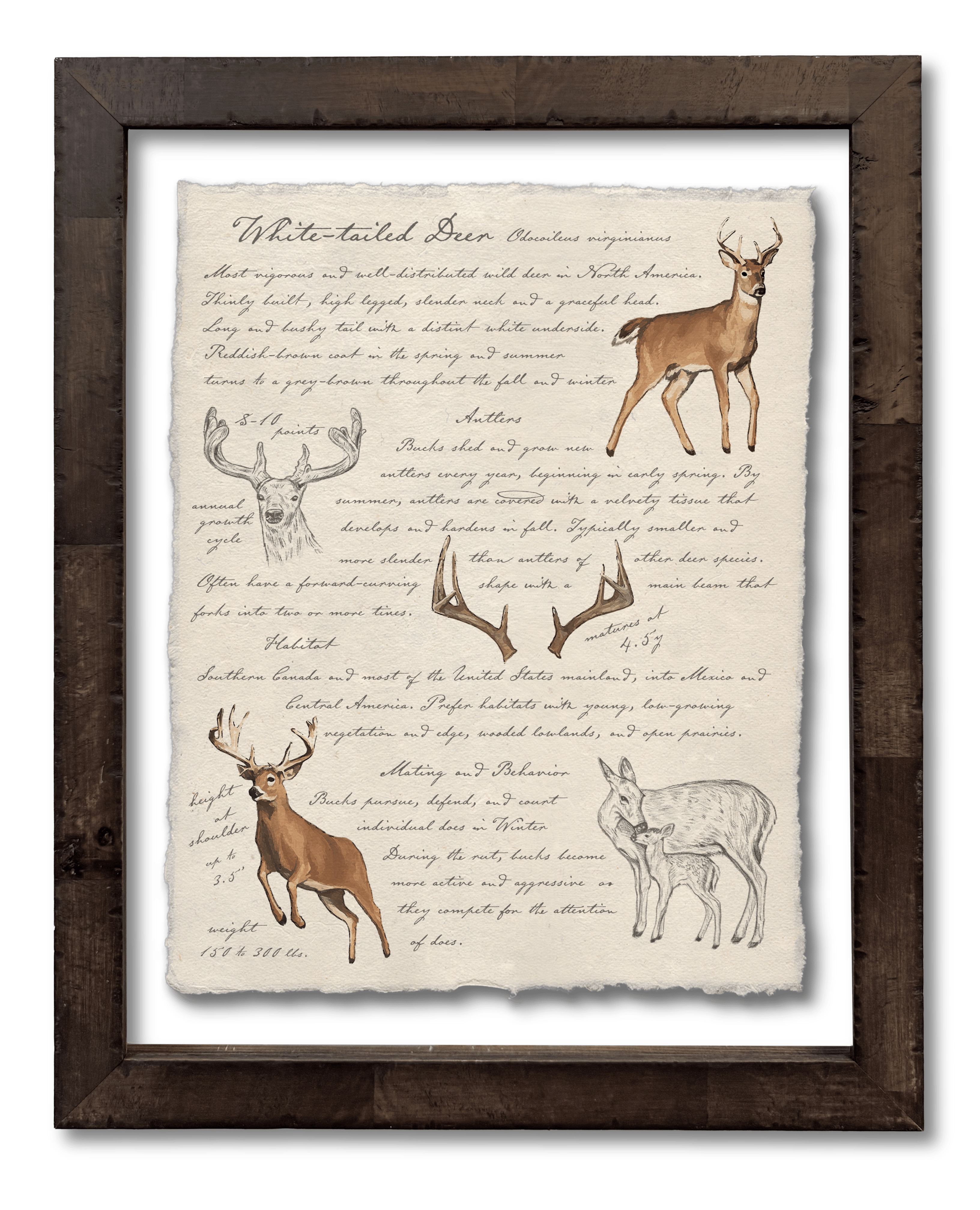 Hunting Field Guides - White-Tailed Deer