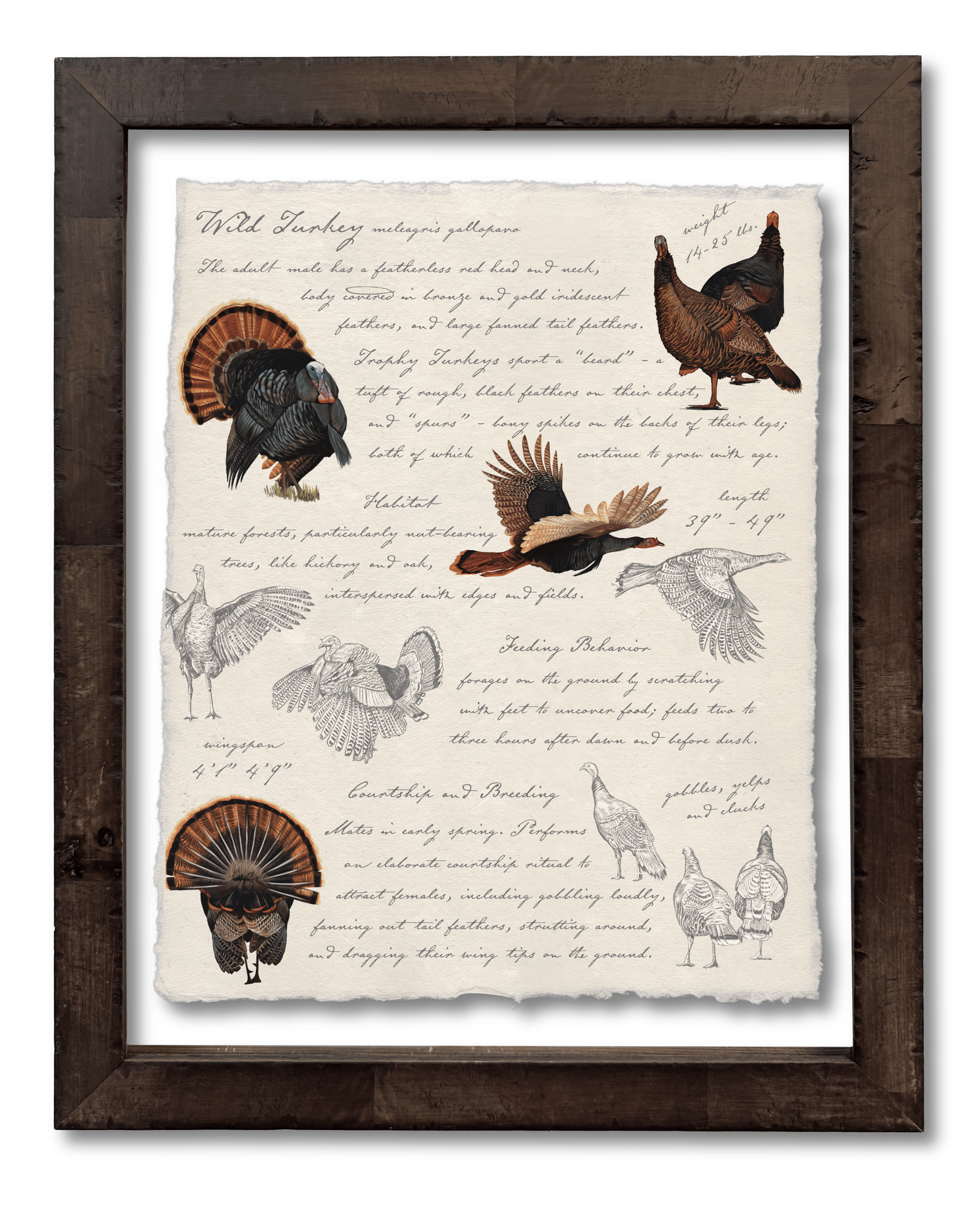 Hunting Field Guides - Curated Set of 3
