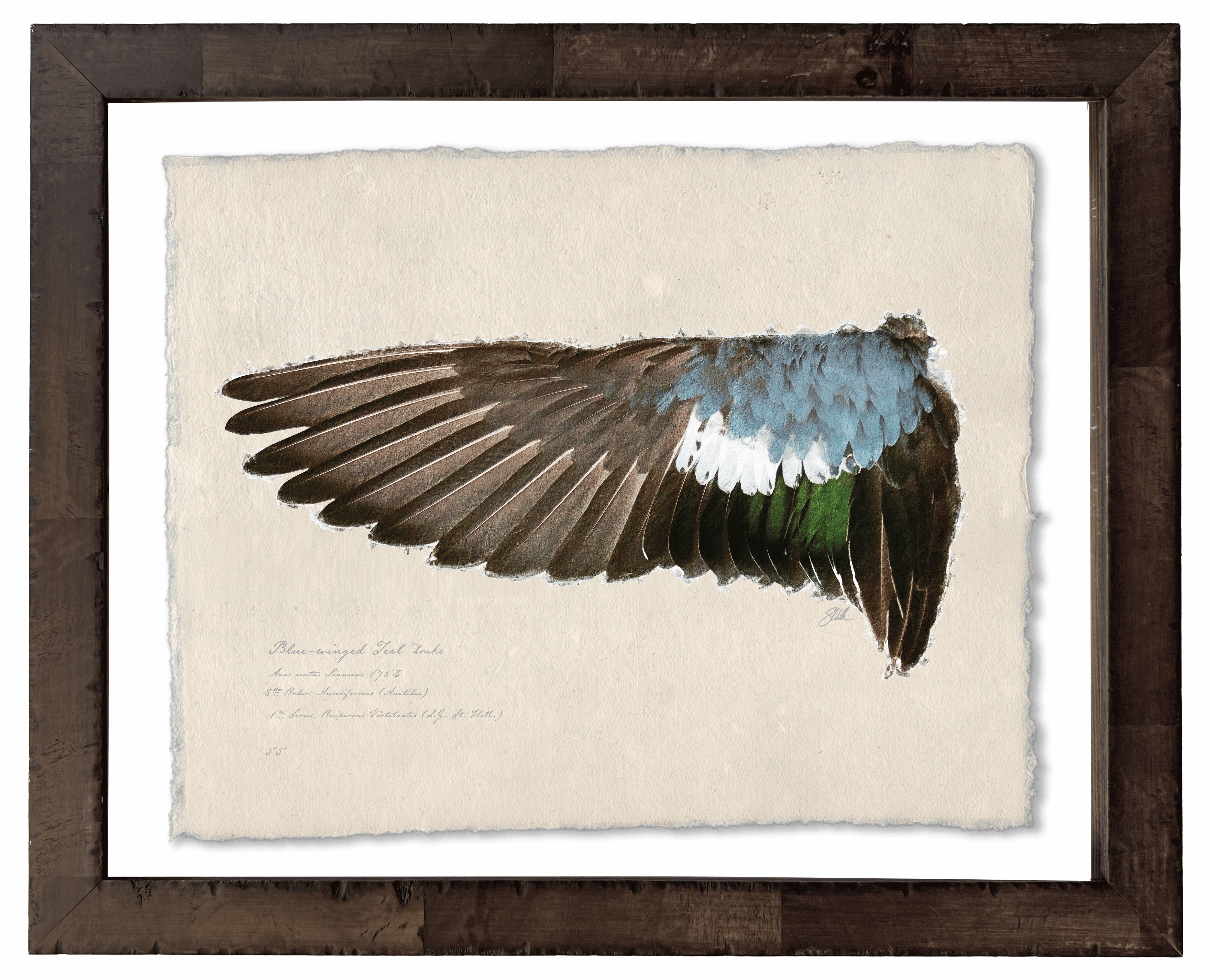 Duck Wings of the Mississippi Flyway - Set of 2: Blue-Winged Teal Drake + Hen